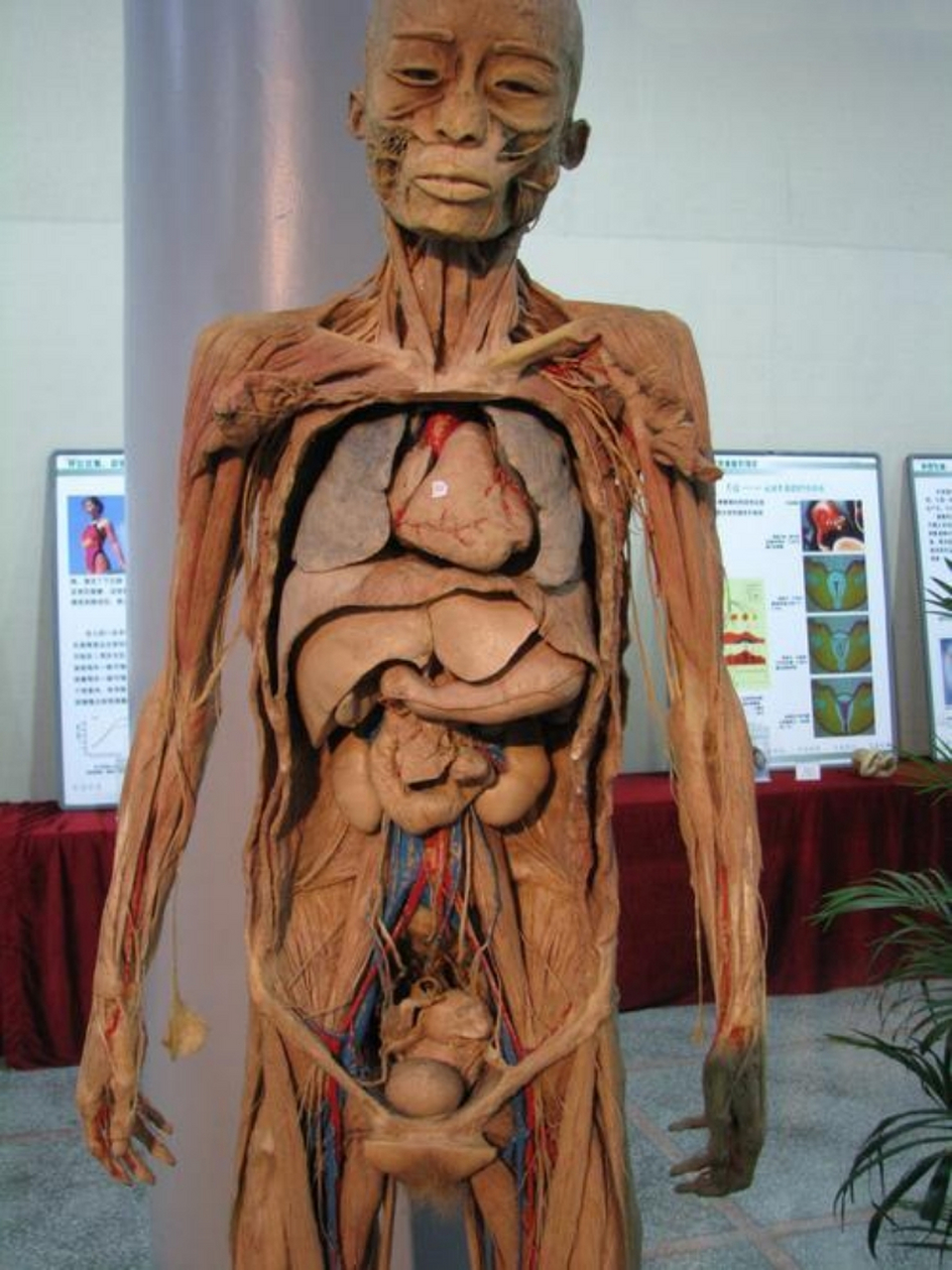 真实人体解剖学图解图片