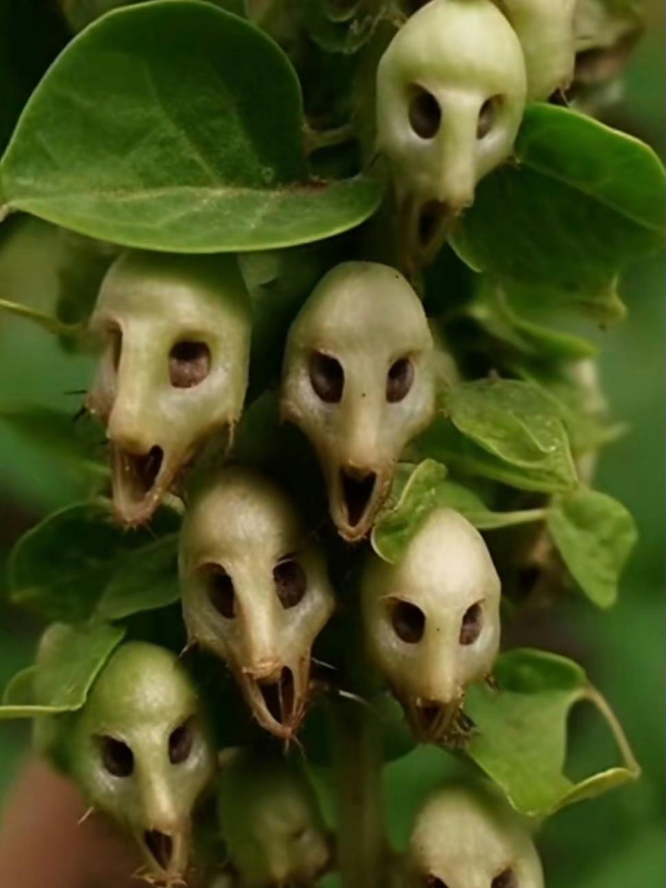 瞧,这是什么怪异植物?高鼻梁,大眼睛,窟窿嘴,张牙舞爪,长得怪吓人的.