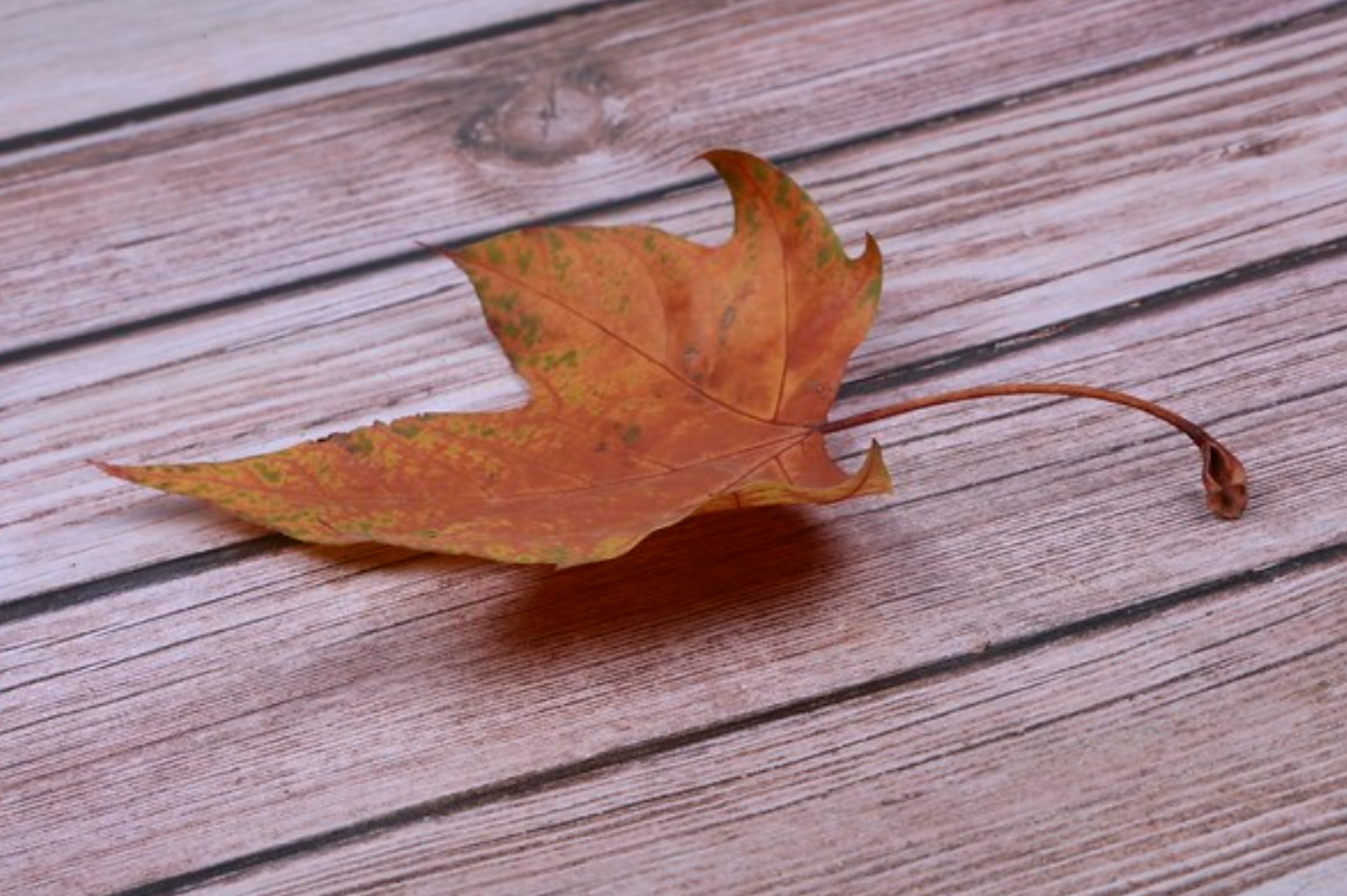 在回忆里祭奠那如落叶般凋零的曾经, 有些人会离去,有些事会被淡忘.