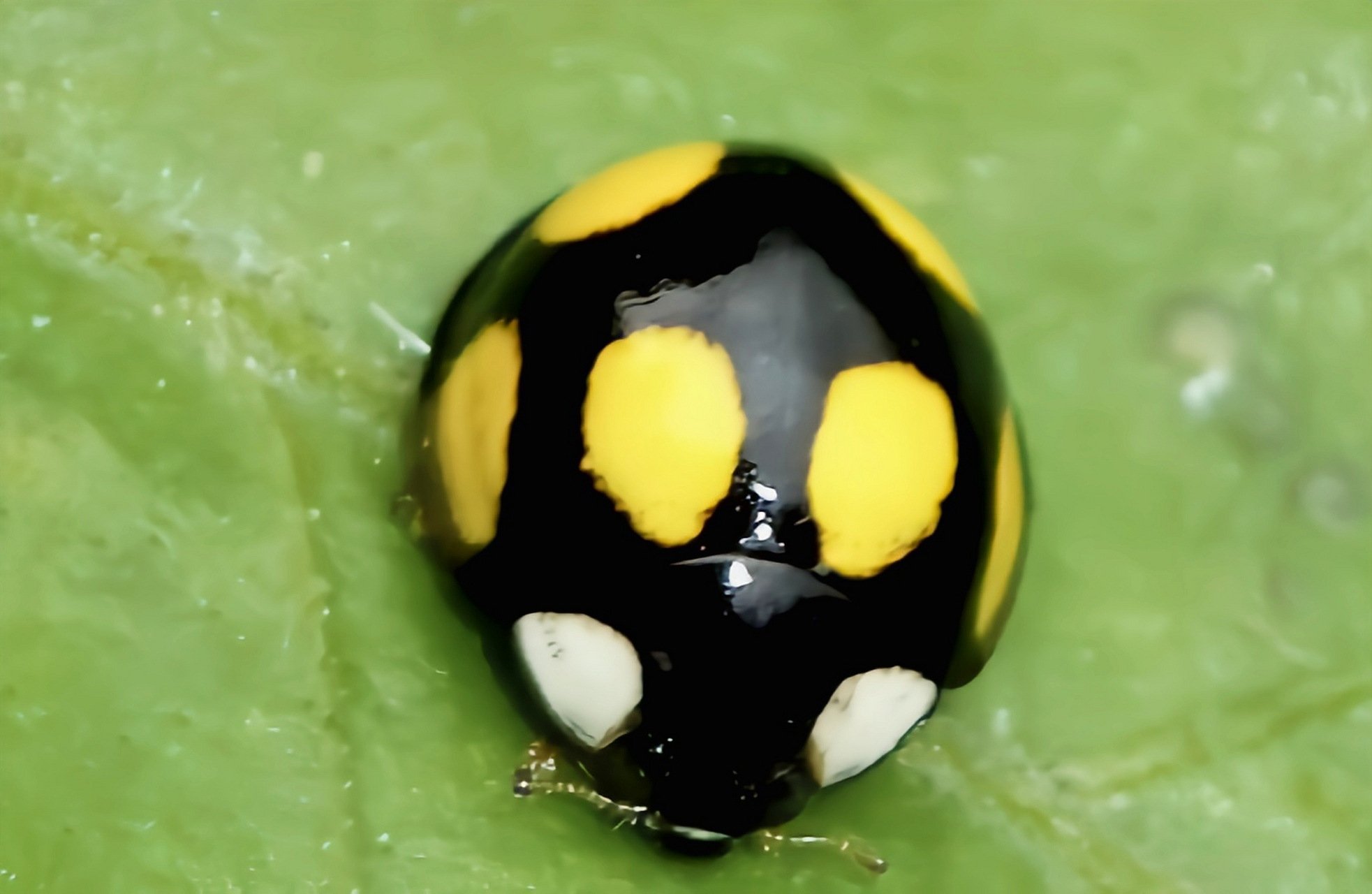每天认识一种昆虫——六星瓢虫  六星瓢虫别名台湾桥瓢虫,原产于我国
