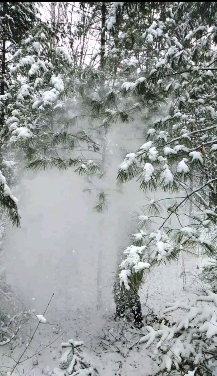 春暖花开时瑞雪纷飞,让东北林区美成仙境