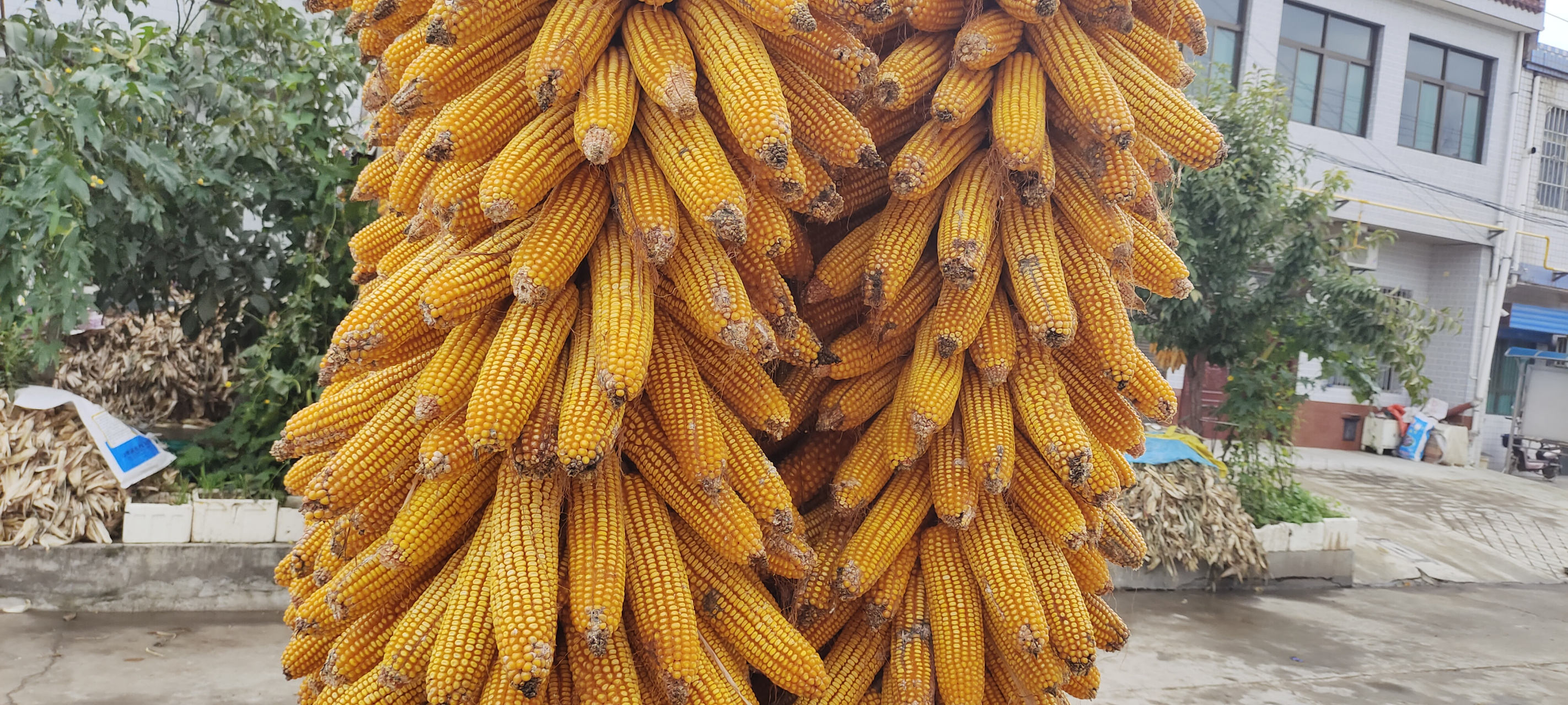 金秋十月是收获的季节,看看这些金黄色的玉米就是最好的见证了,硕果