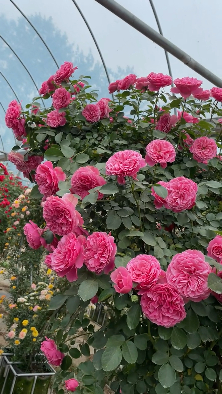 藤本月季粉色达芬奇花量多花期长多季循环开花-度小视