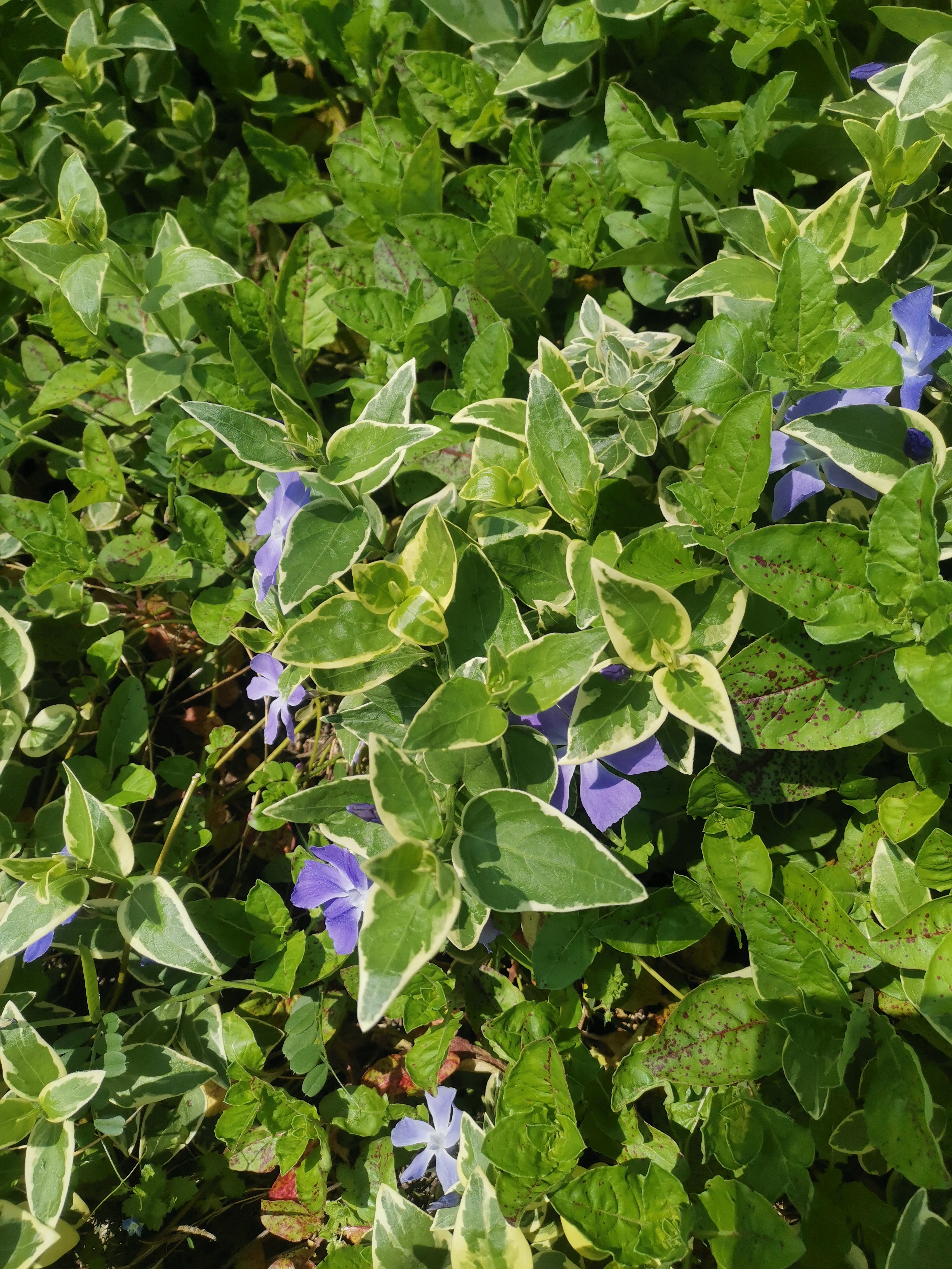 花叶蔓长春花期图片