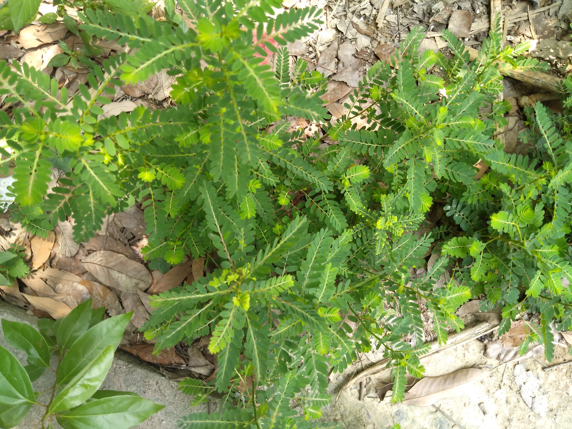 珠子草,解毒,消炎,清热,明目