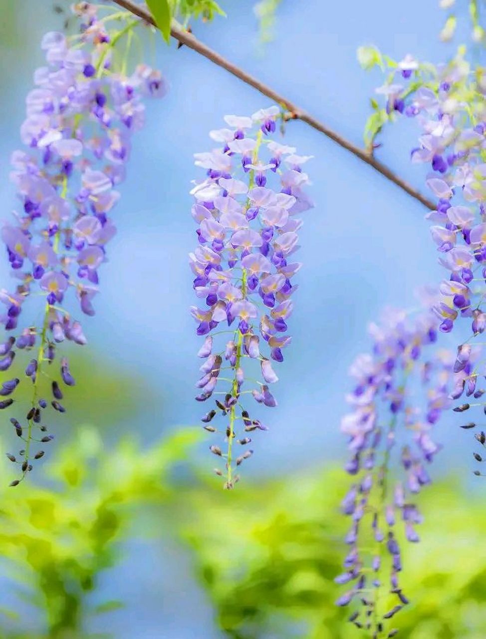 漂亮好看的紫藤花#摄影# #中国美景大赏