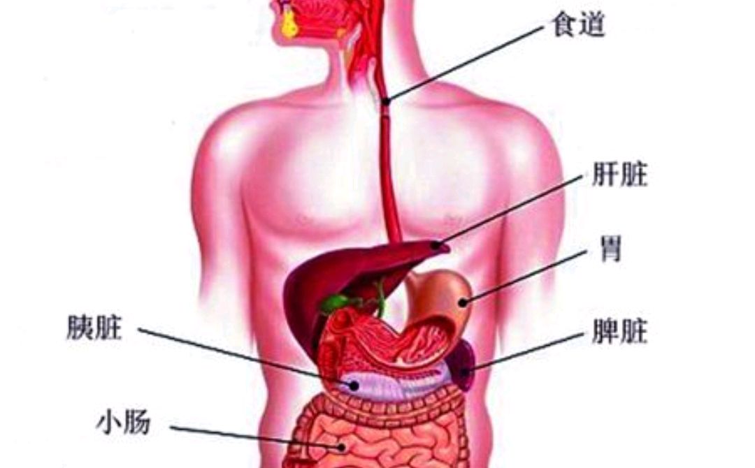 脾脏图片位置示意图图片