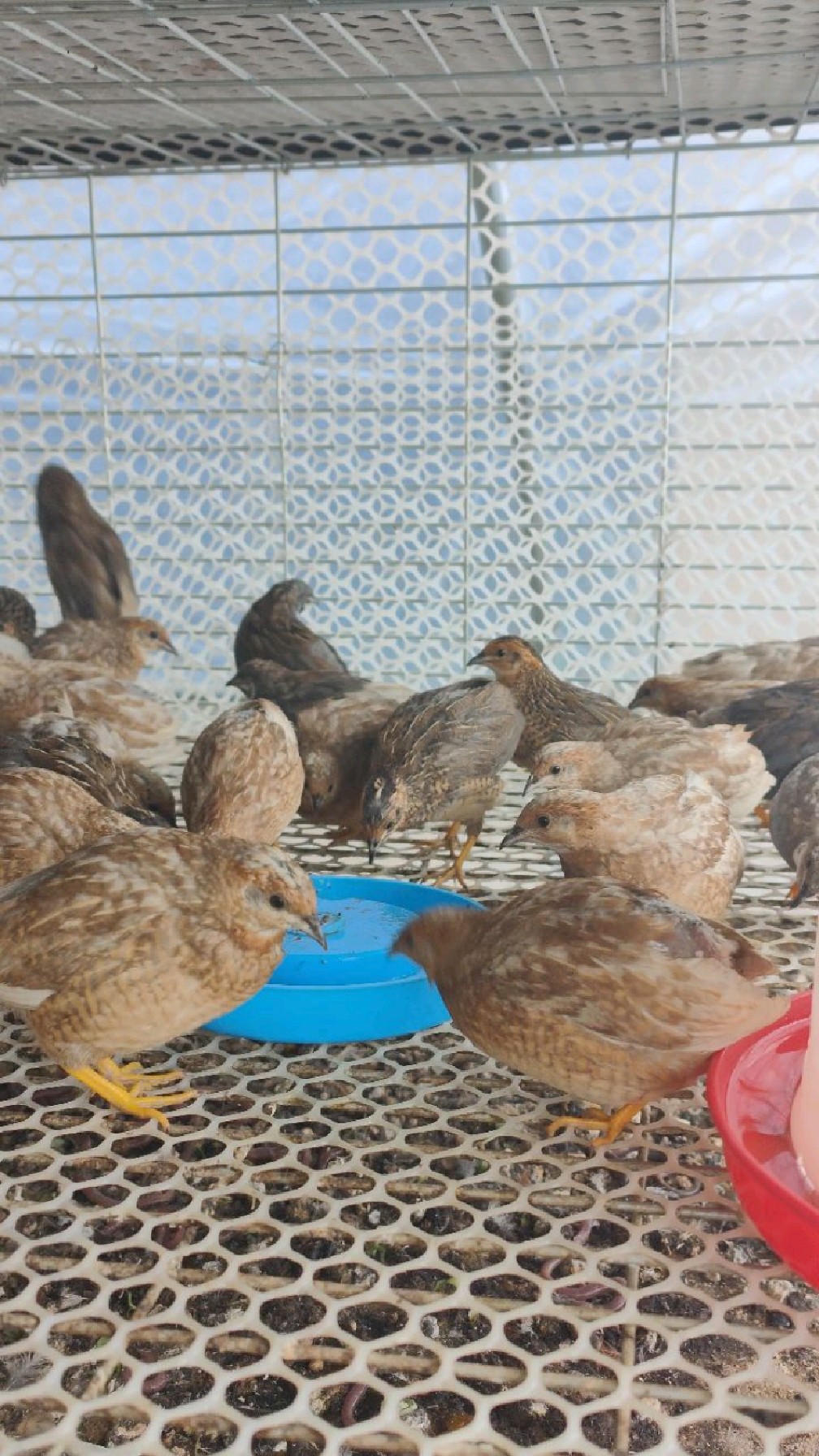 芦丁鸡找食物,公芦丁鸡一定会让母芦丁鸡先吃吧