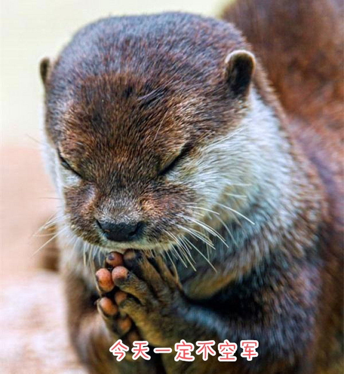祷告水獭,神情好逗[good]#趣图搞笑# #动物趣图