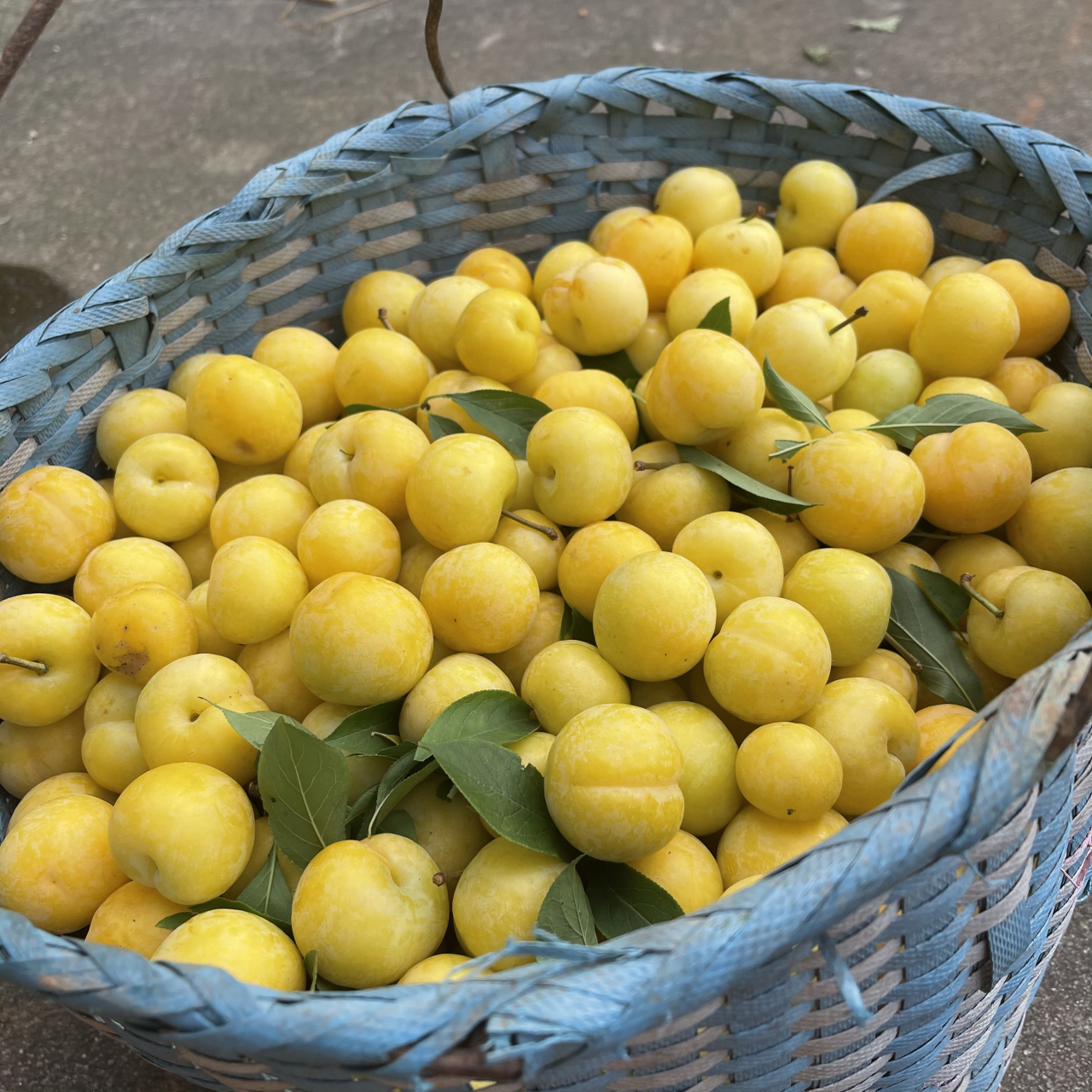 茶陵梅李,你吃过没? #心动的美食# #我要上热门# #美食# #李子