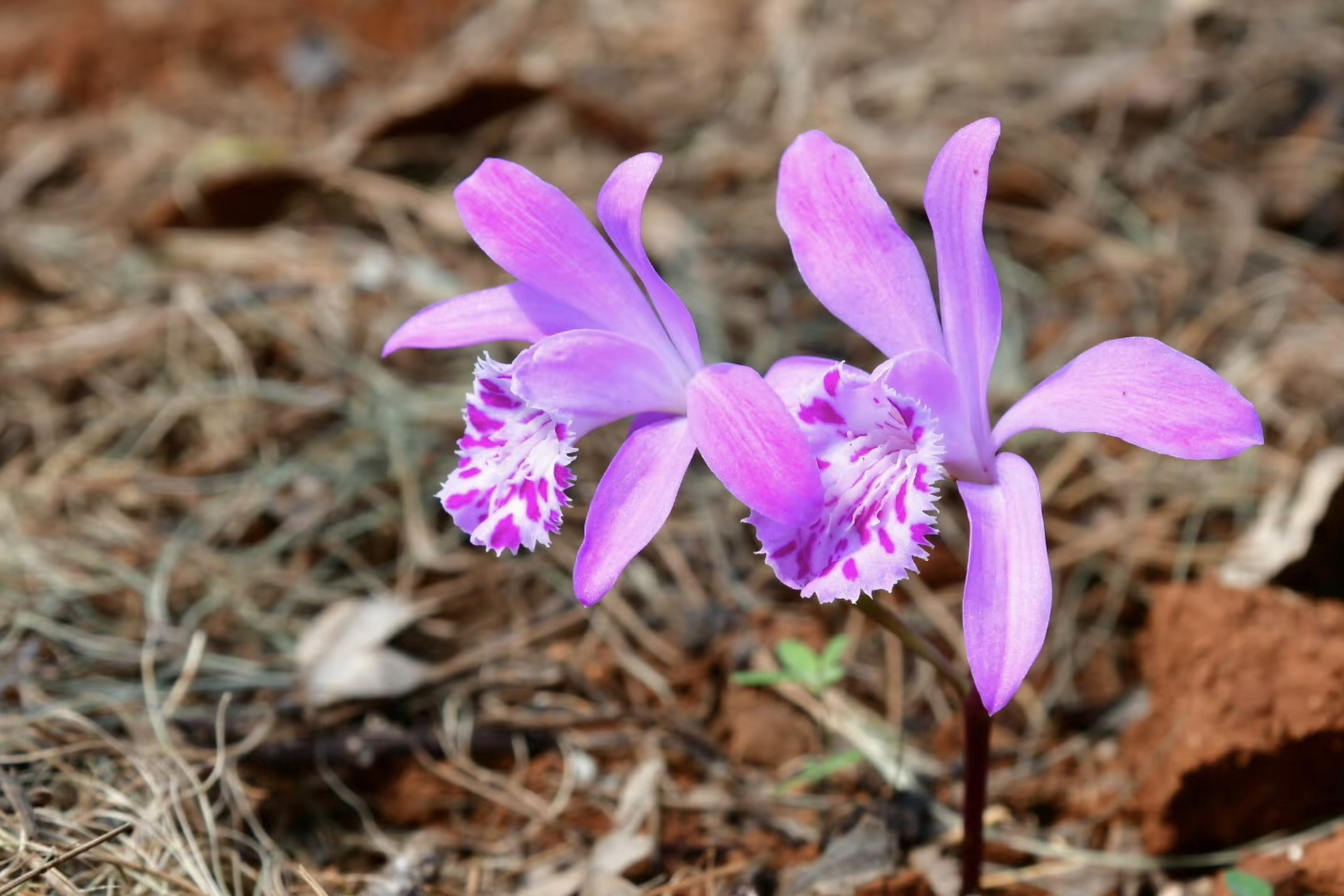 云南独蒜兰,和独蒜兰之间老是傻傻的分不清 #摄影# #治愈# #摄影作品