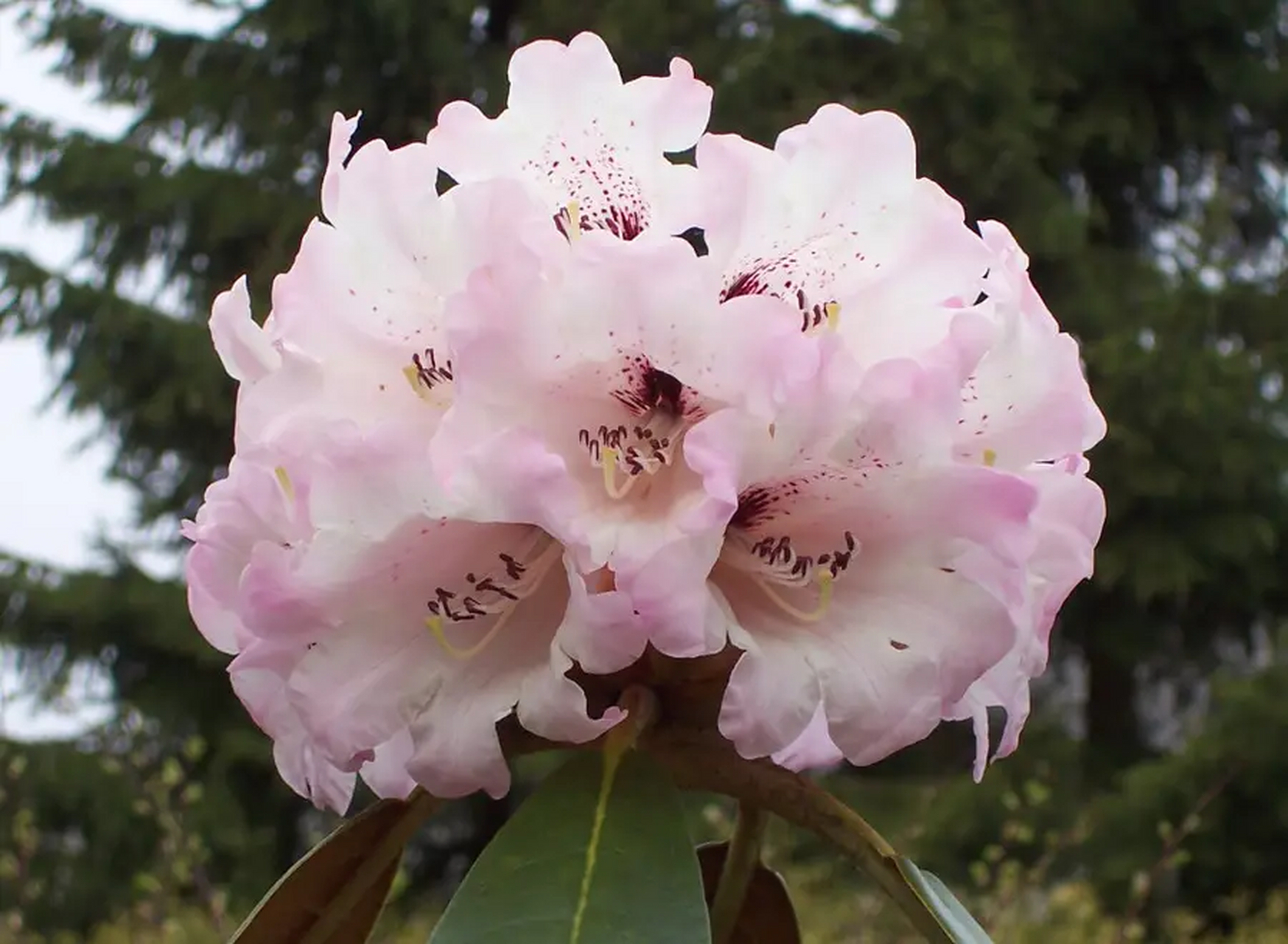 赏花 — 大王杜鹃