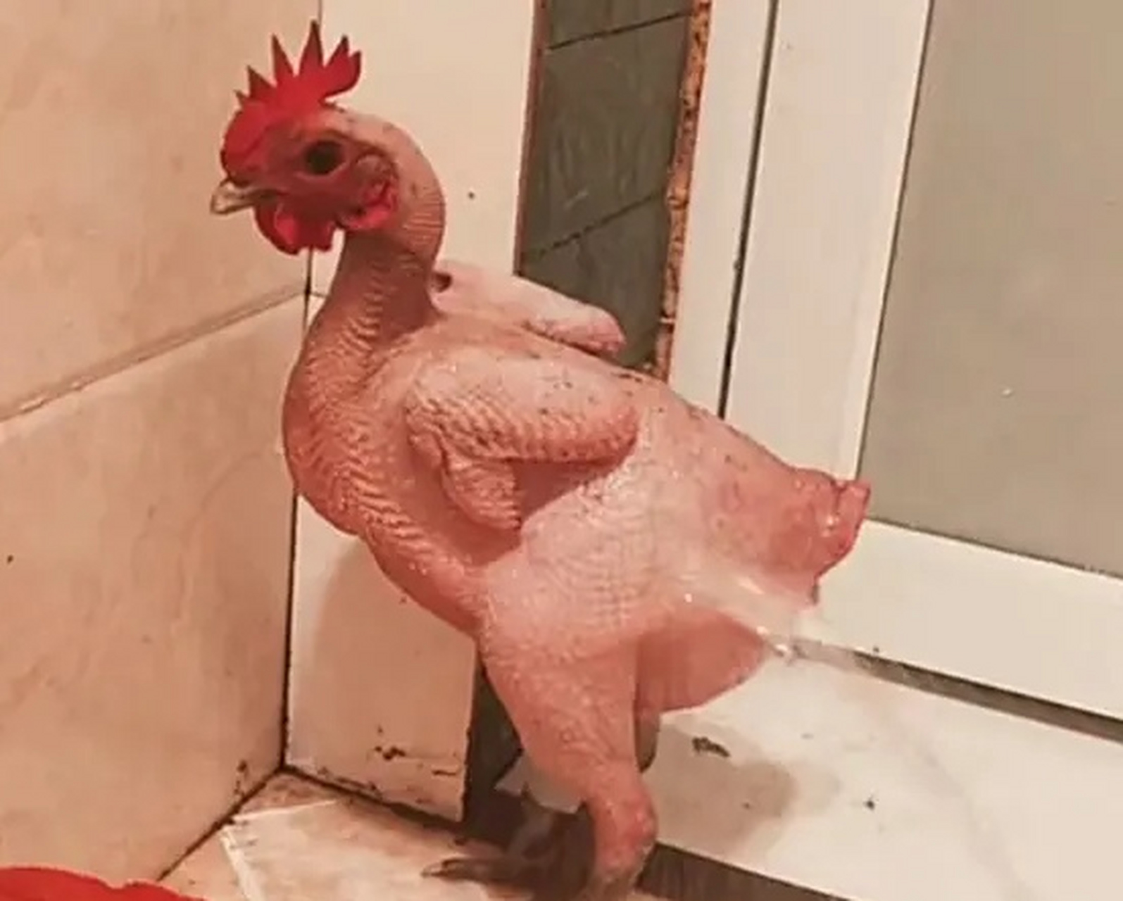 养的宠物鸡掉光了毛,怎么办? #搞笑##奇闻趣事