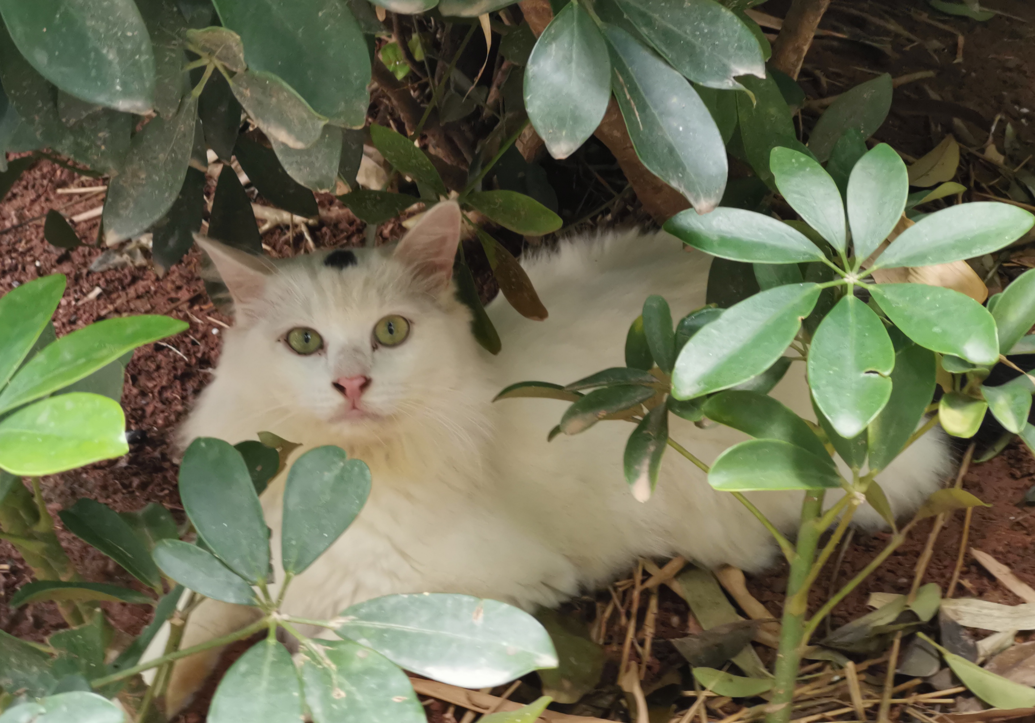 可爱的流浪猫