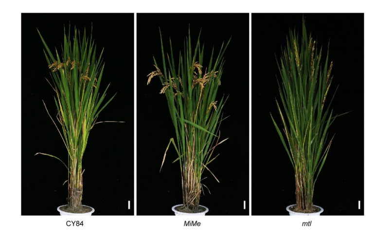 中国杂交水稻突破"一系法"关键技术,效果如何?