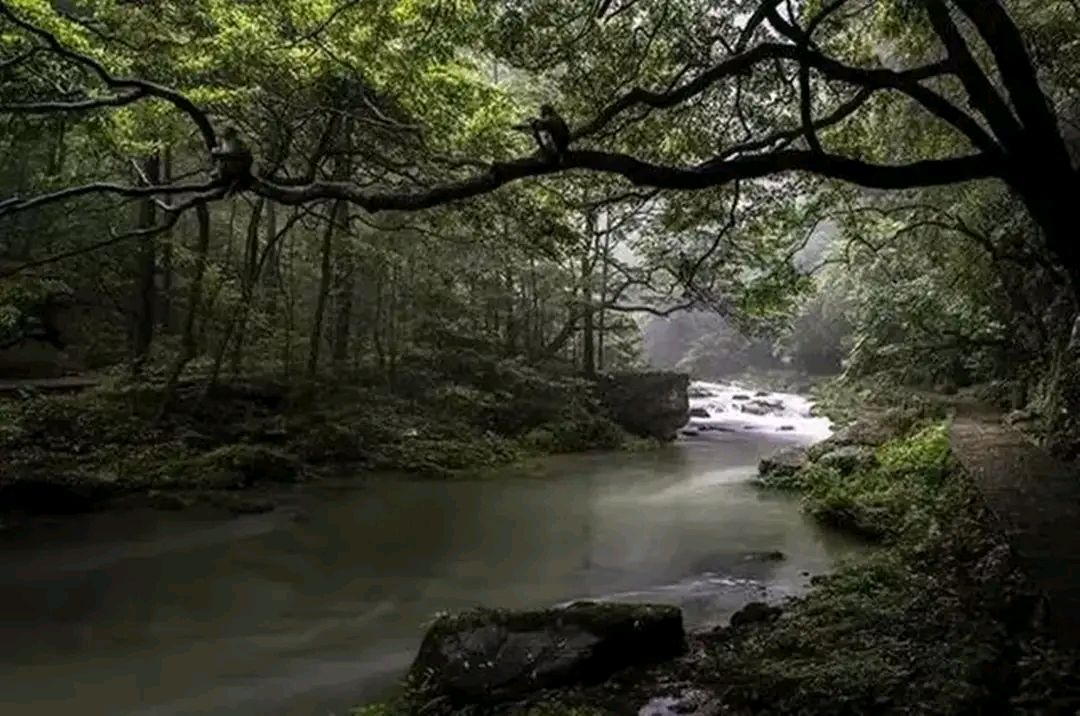 张家界神堂湾崖底怪声不断!2012年,科考队绳降650米寻找真相