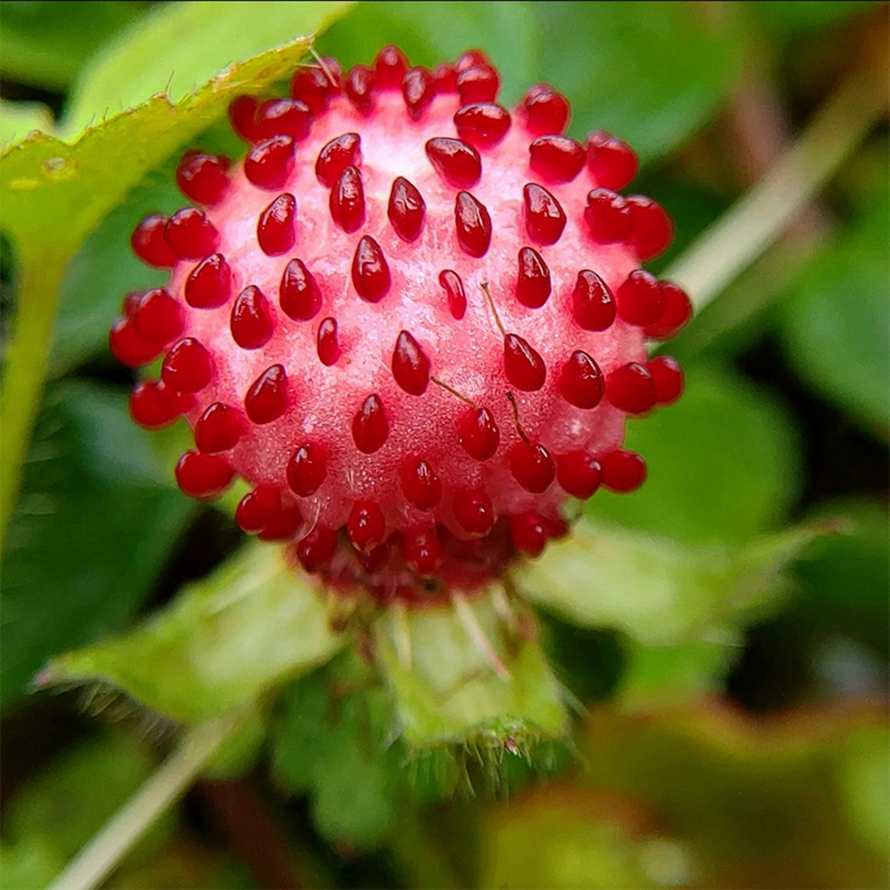 蛇莓确实有毒,只是这种毒素十分轻微,只要不是食用过量,不会有任何