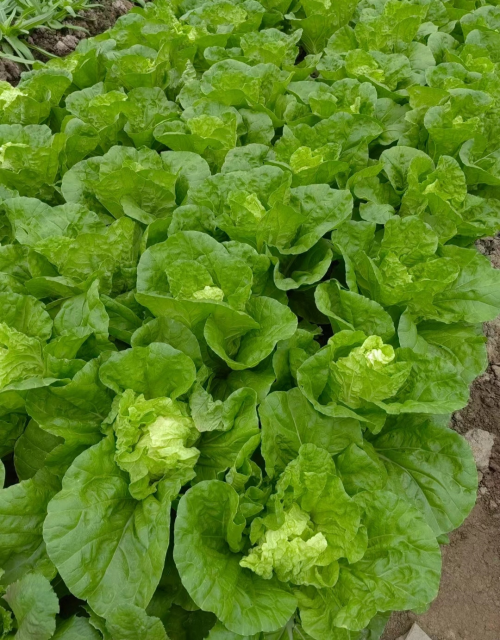 羡慕这样的菜园子吗?一天能吃多少蔬菜?