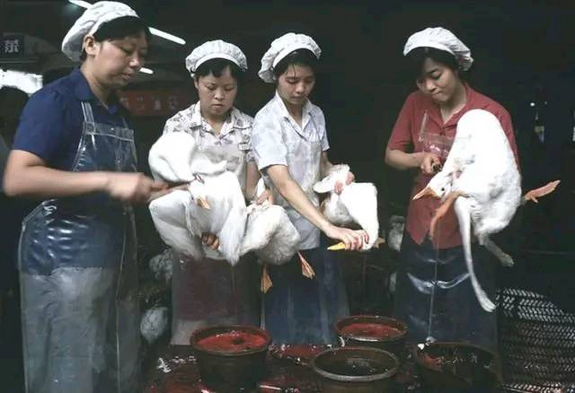 电视剧后厨(电视剧后厨剧情简介)