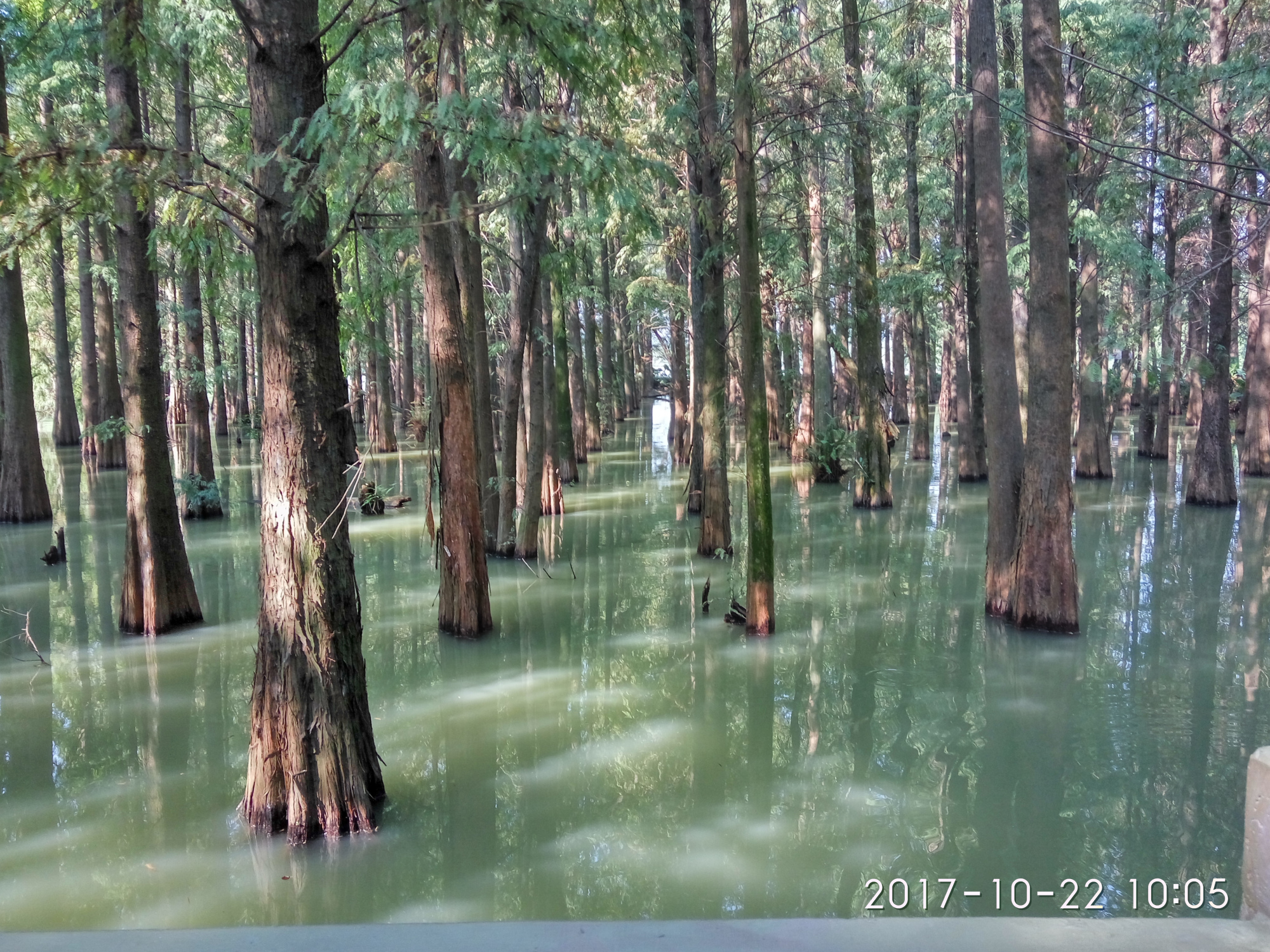 长在水里的树