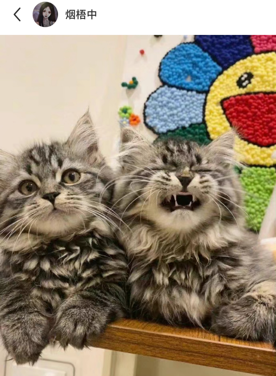 两只小猫在线演绎没头脑和不高兴