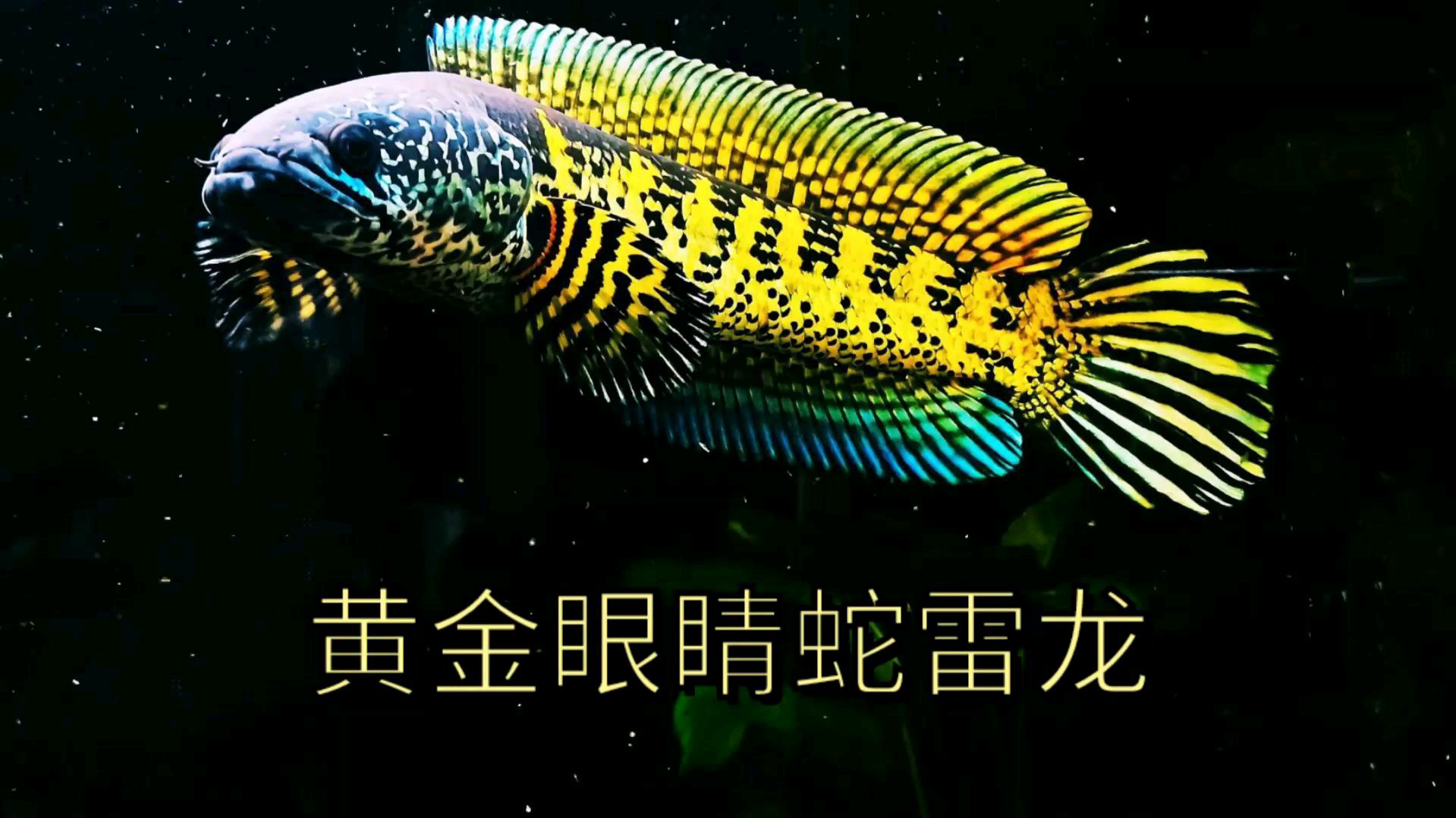 观赏互动性一流,价格亲民的大型雷龙