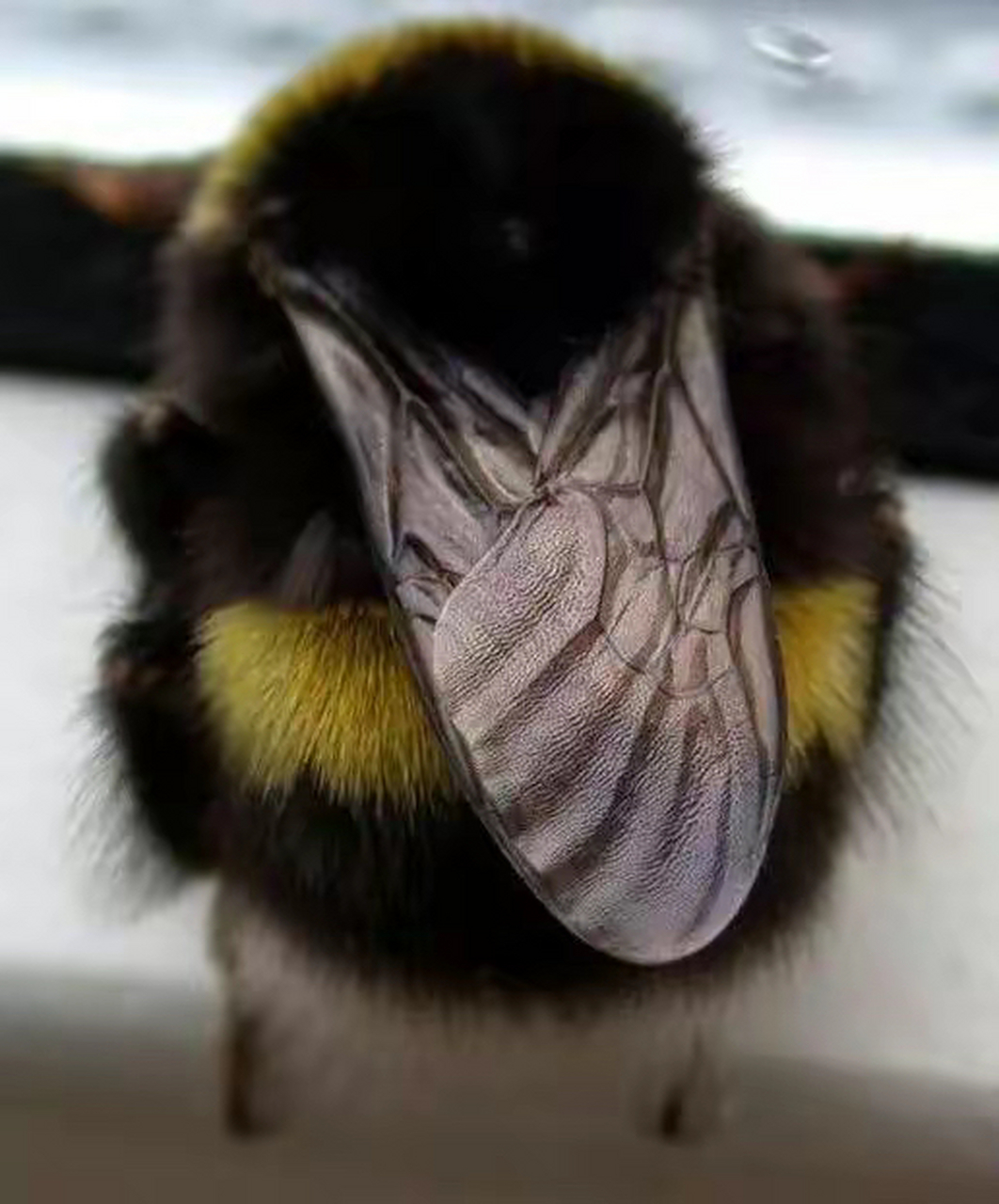 飞一会儿就会累到睡着的熊蜂,毛茸茸的,好想戳戳.