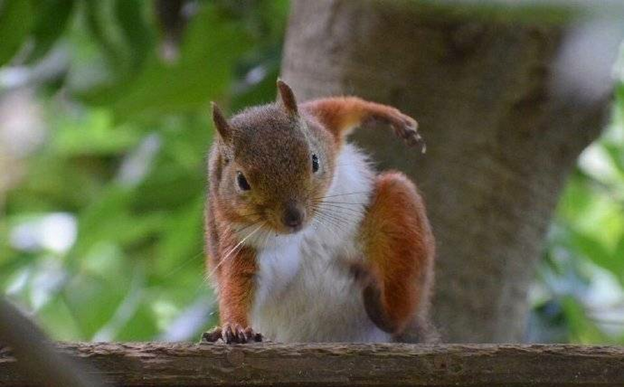 原来松鼠是这样落地的,也太酷了吧