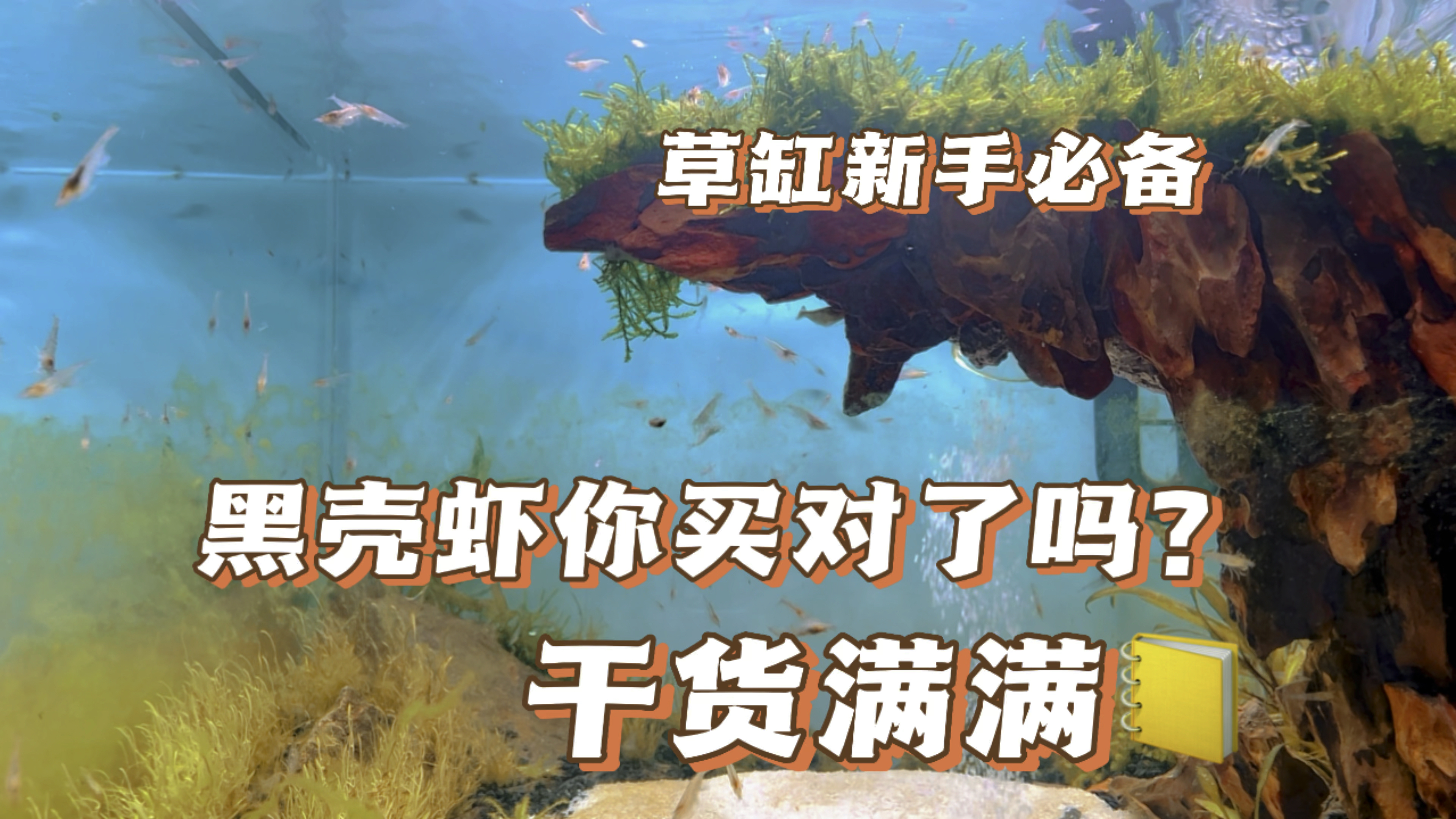 「草缸」黑壳虾你买对了吗?还在到手死一半,入缸一周看不见?