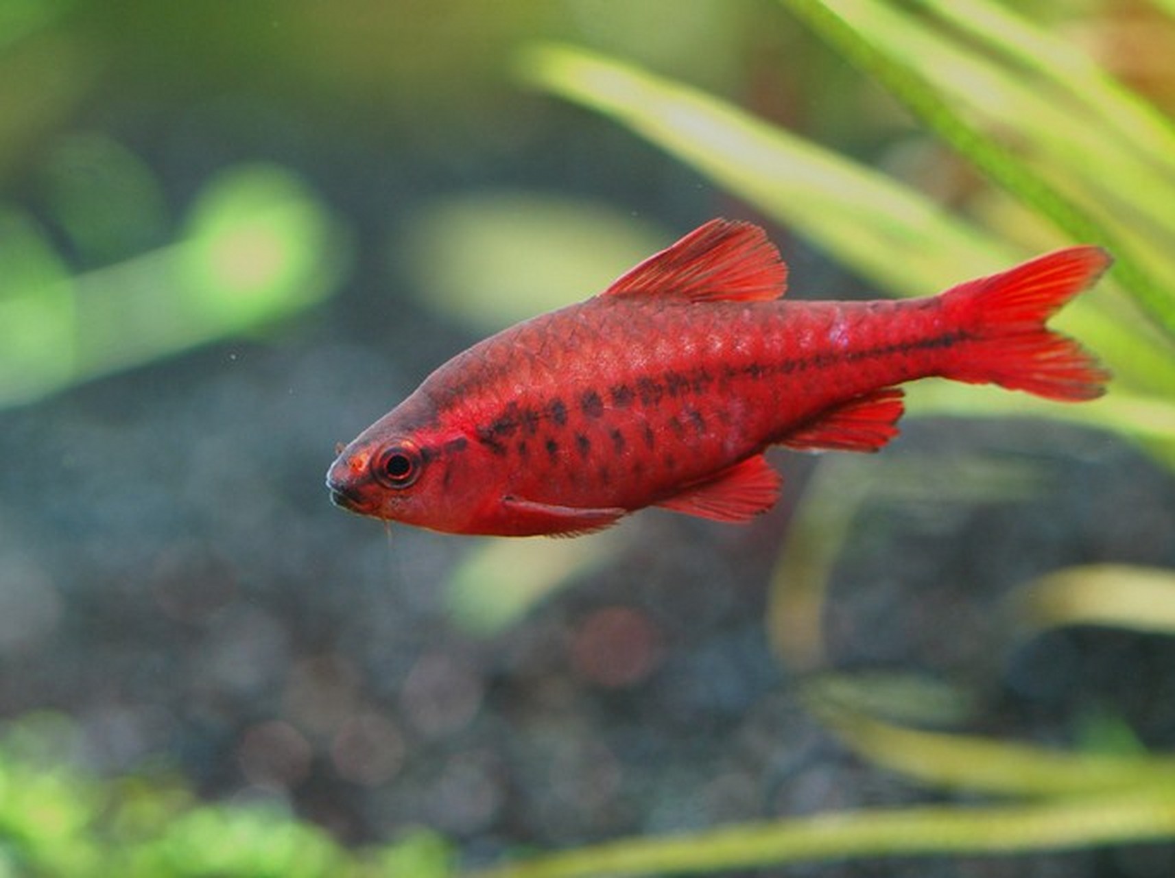 观赏鱼# 樱桃无须魮(学名:puntius titteya)是鲤形目,鲤科,无须魮属