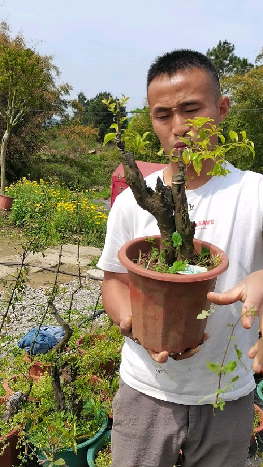 金弹子大红果花生果双杆