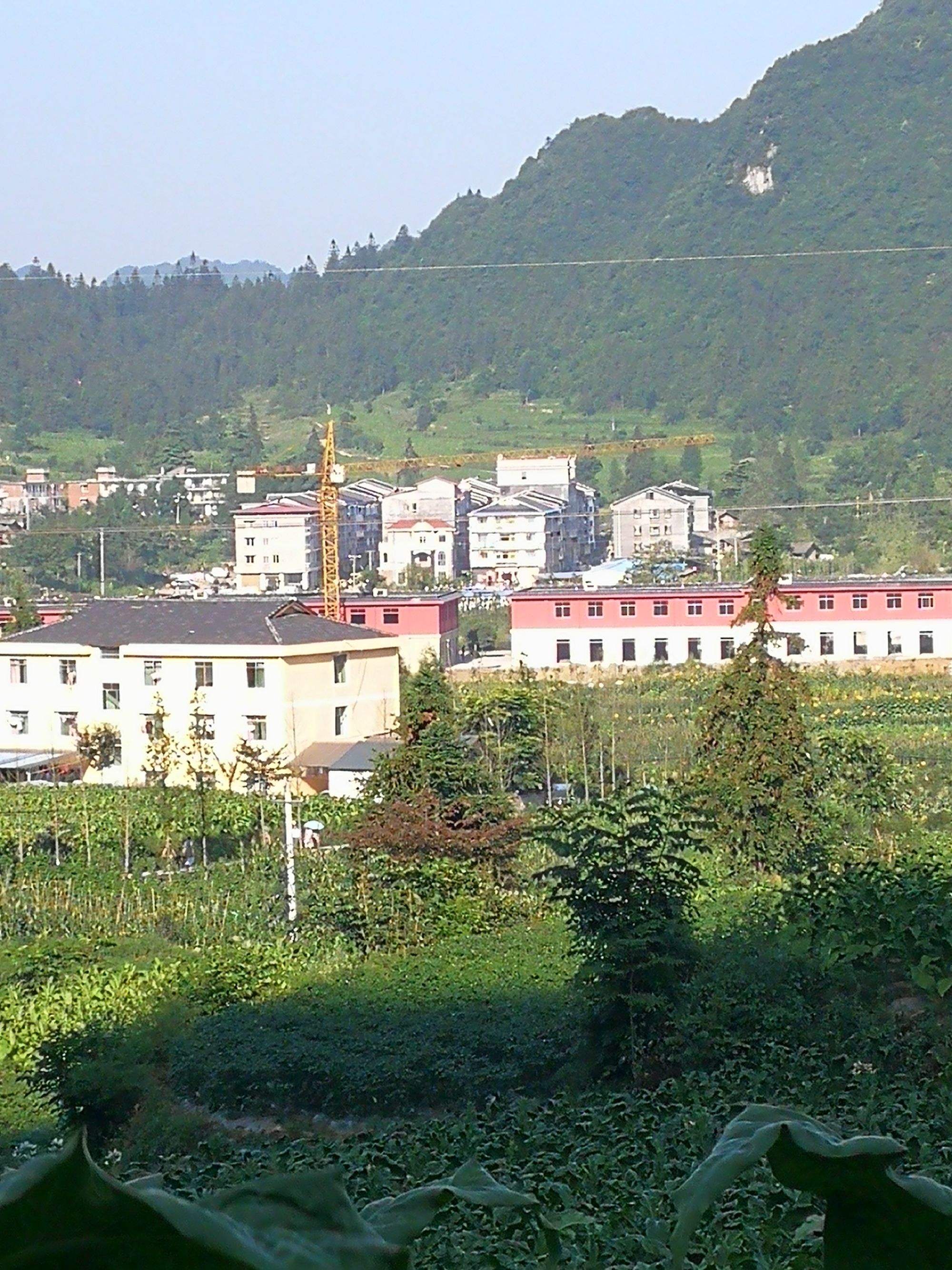 这不小姨和小姨夫今年夏天去贵州省桐梓县九坝镇一个山村
