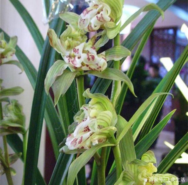 六种牡丹兰花,盆盆娇艳高贵,绚丽多姿,极漂亮,堪称兰中佳品