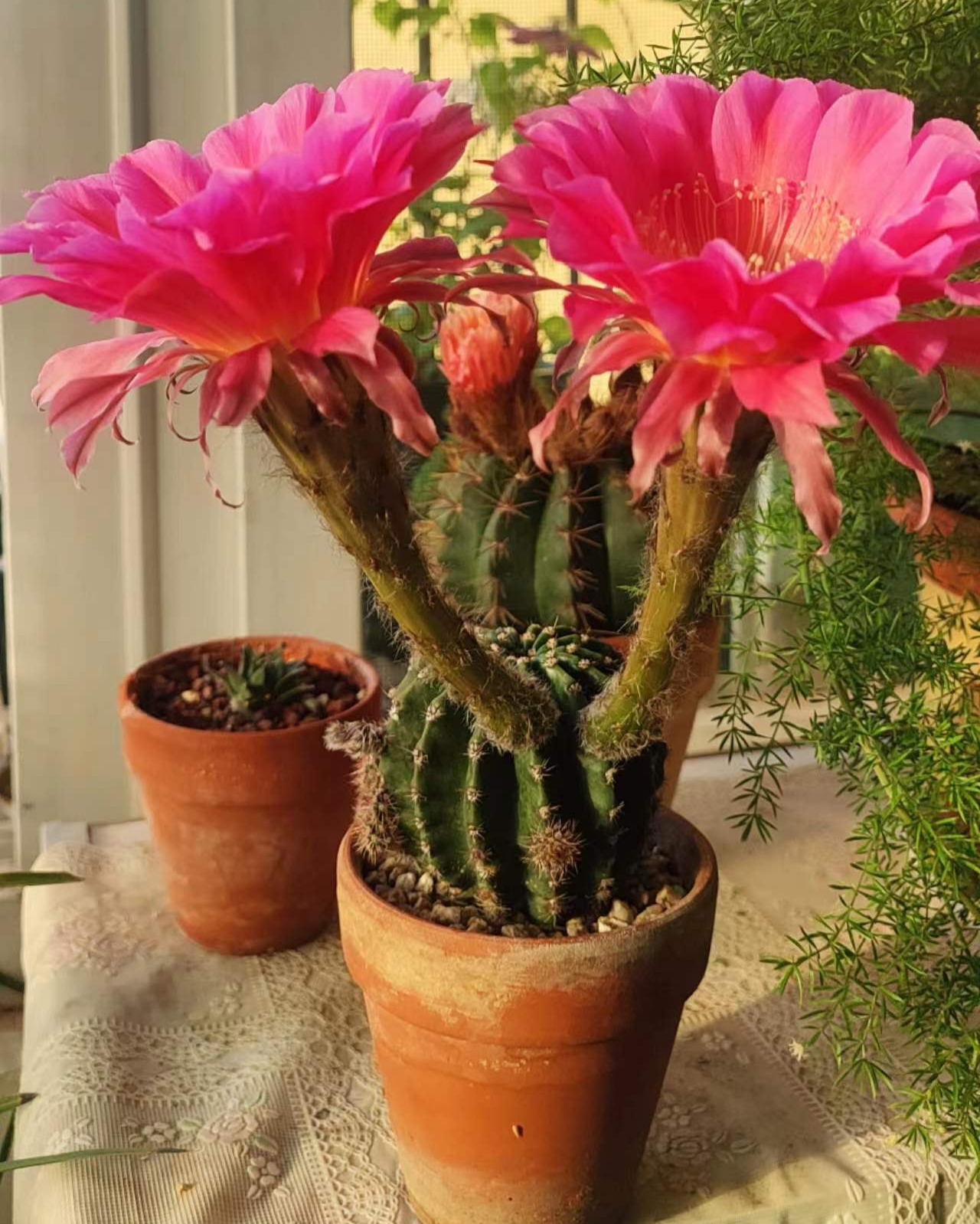 仙人球浓桃筋开花一天记录