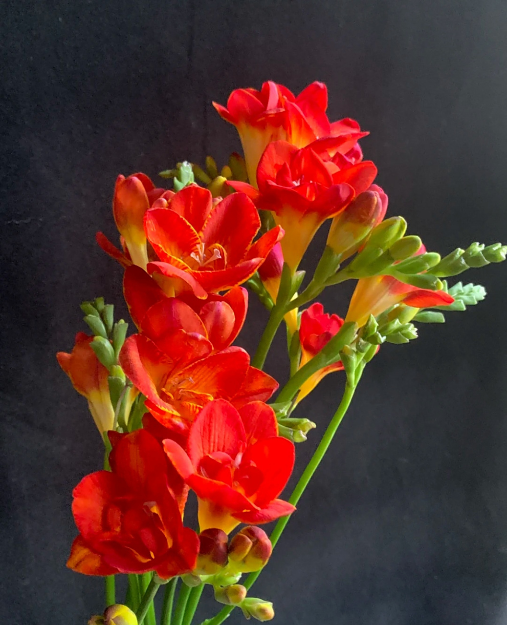 红色的香雪兰,娇艳动人