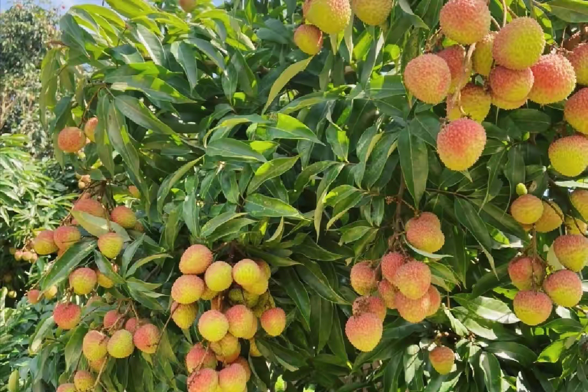 广东荔枝价格跌至5年来最低#  南方荔枝价格大"跳水"了,妃子笑荔枝的