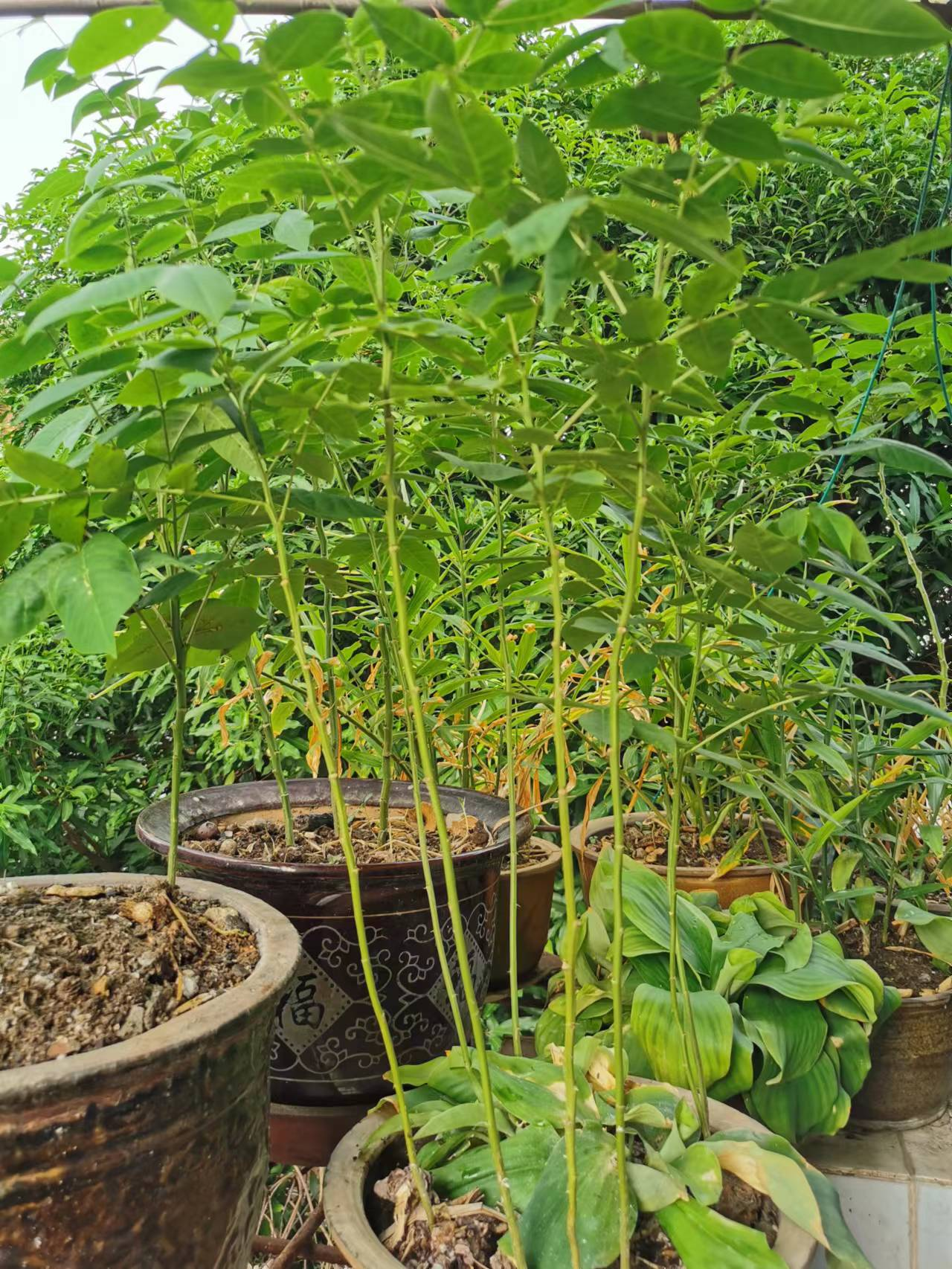 阳台楼顶的羊角菜可以下课了