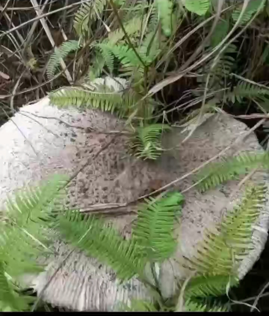 春暖花开,又到了野生松菌菇生长的季节,早上到深山野林找到了几朵野生