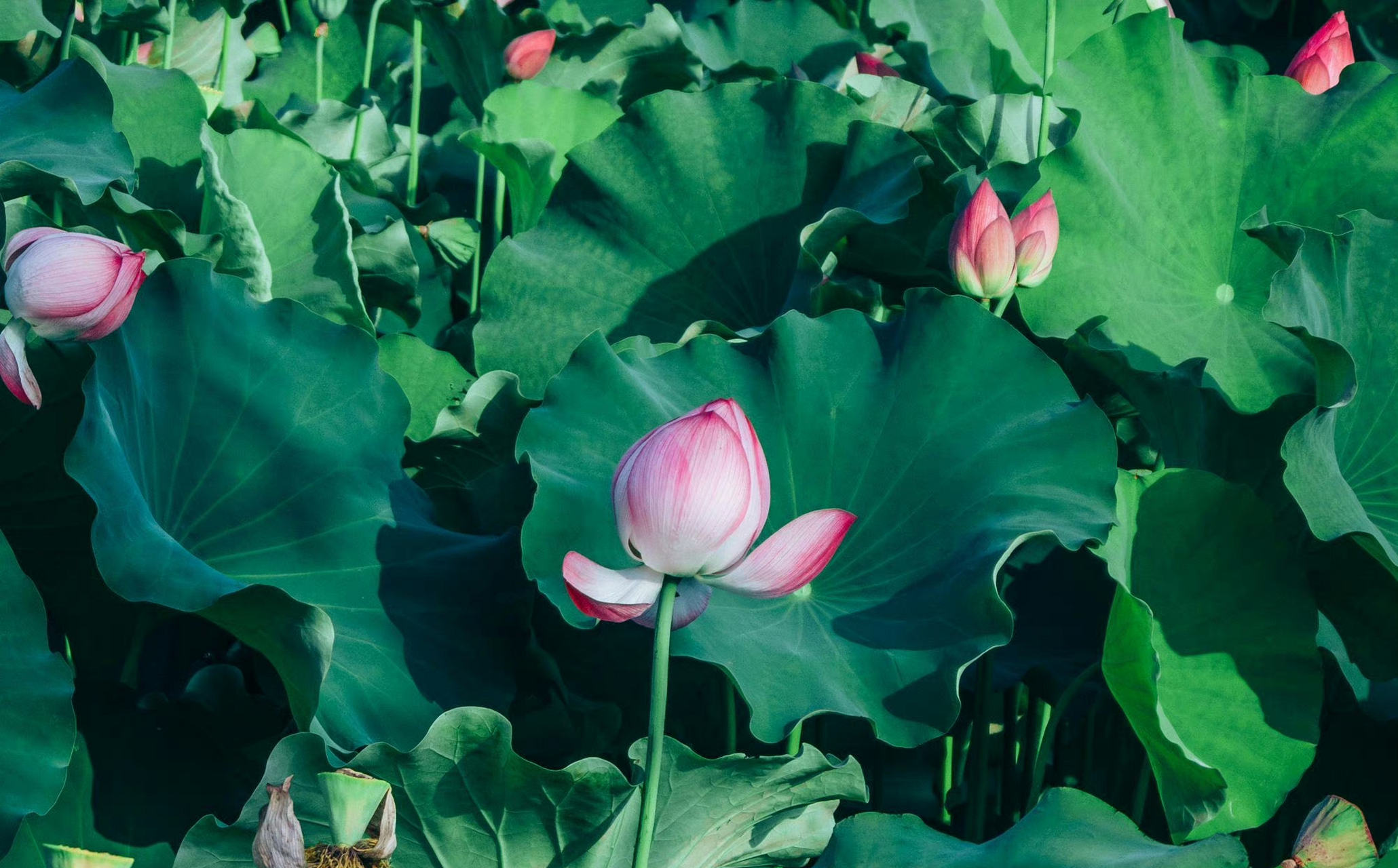 陶辛水韵位于芜湖湾沚区陶辛镇境内,是芜湖新十景之一,国家4a级旅游