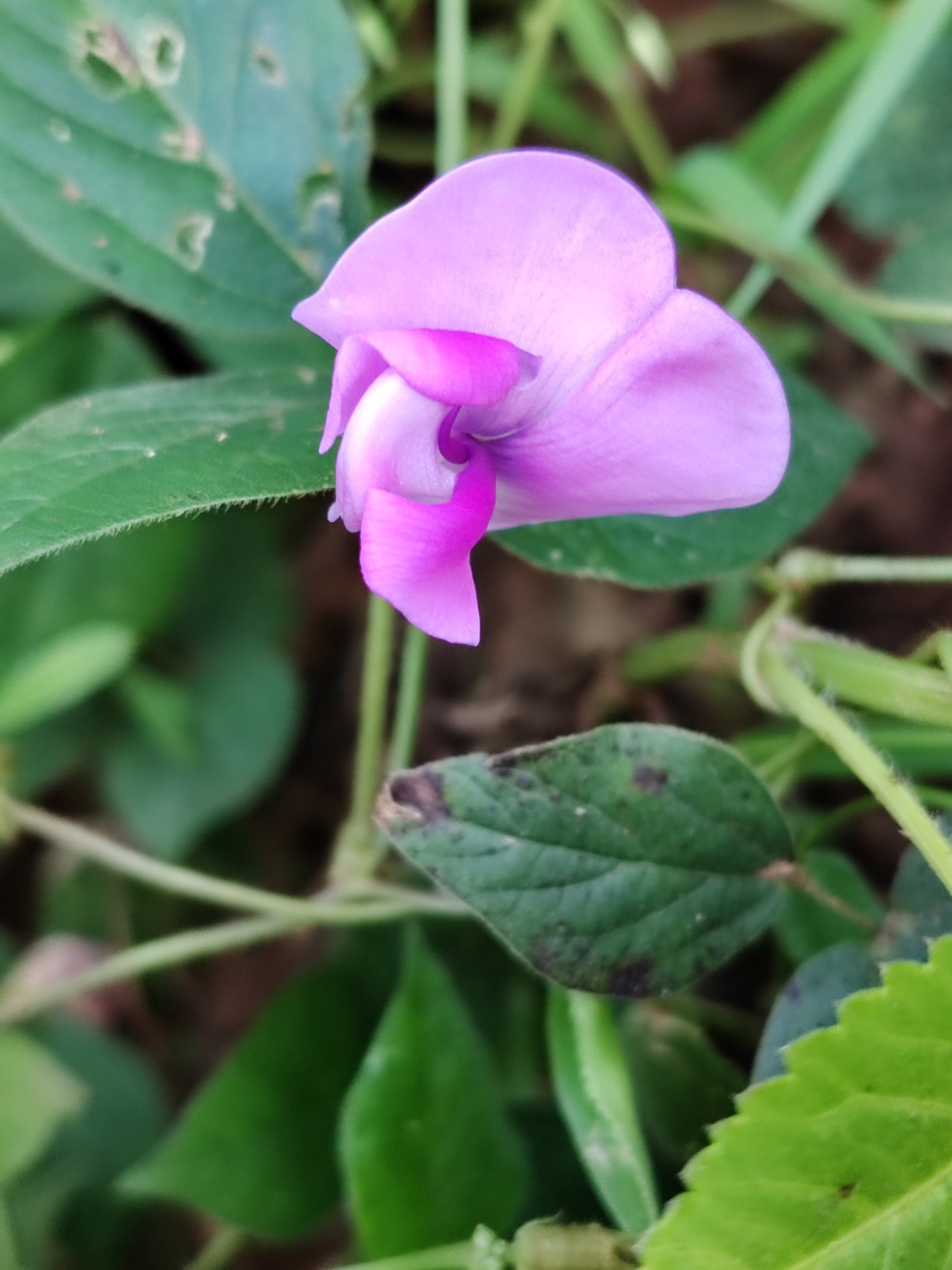 像彩蝶一样在秋风中摇摆的野缸豆花,也非常美艳,大自然写真摄影图片