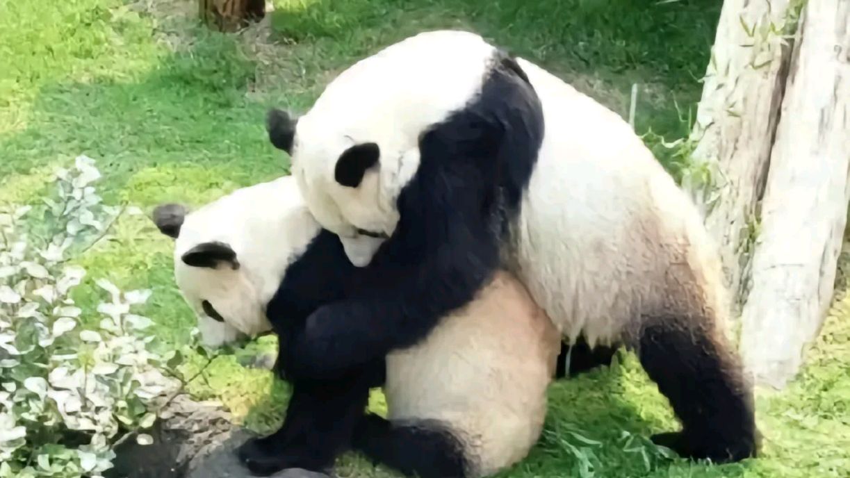 大熊猫丫丫和乐乐的故事