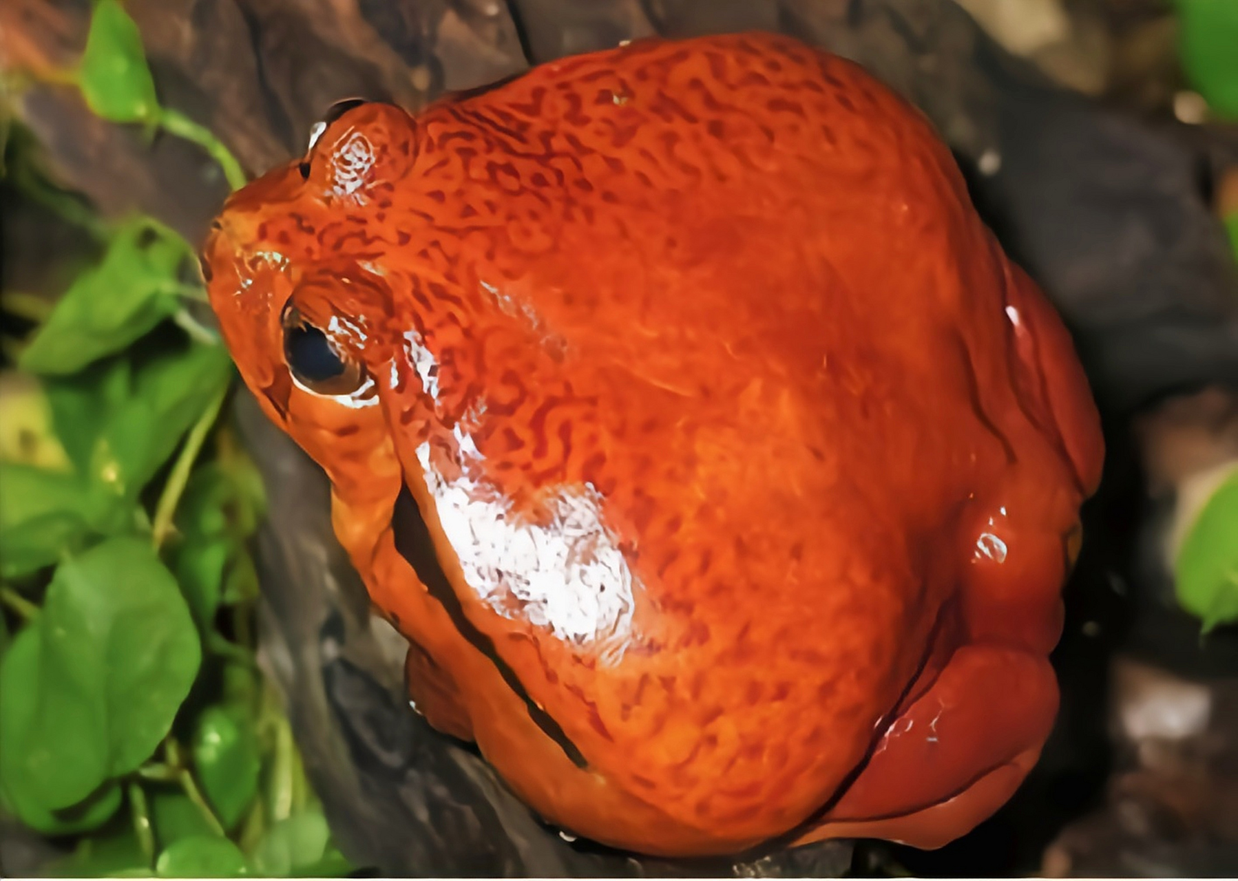 番茄蛙 番茄蛙别名岸暴蛙,安东吉利红蛙,是马达加斯加特有物种