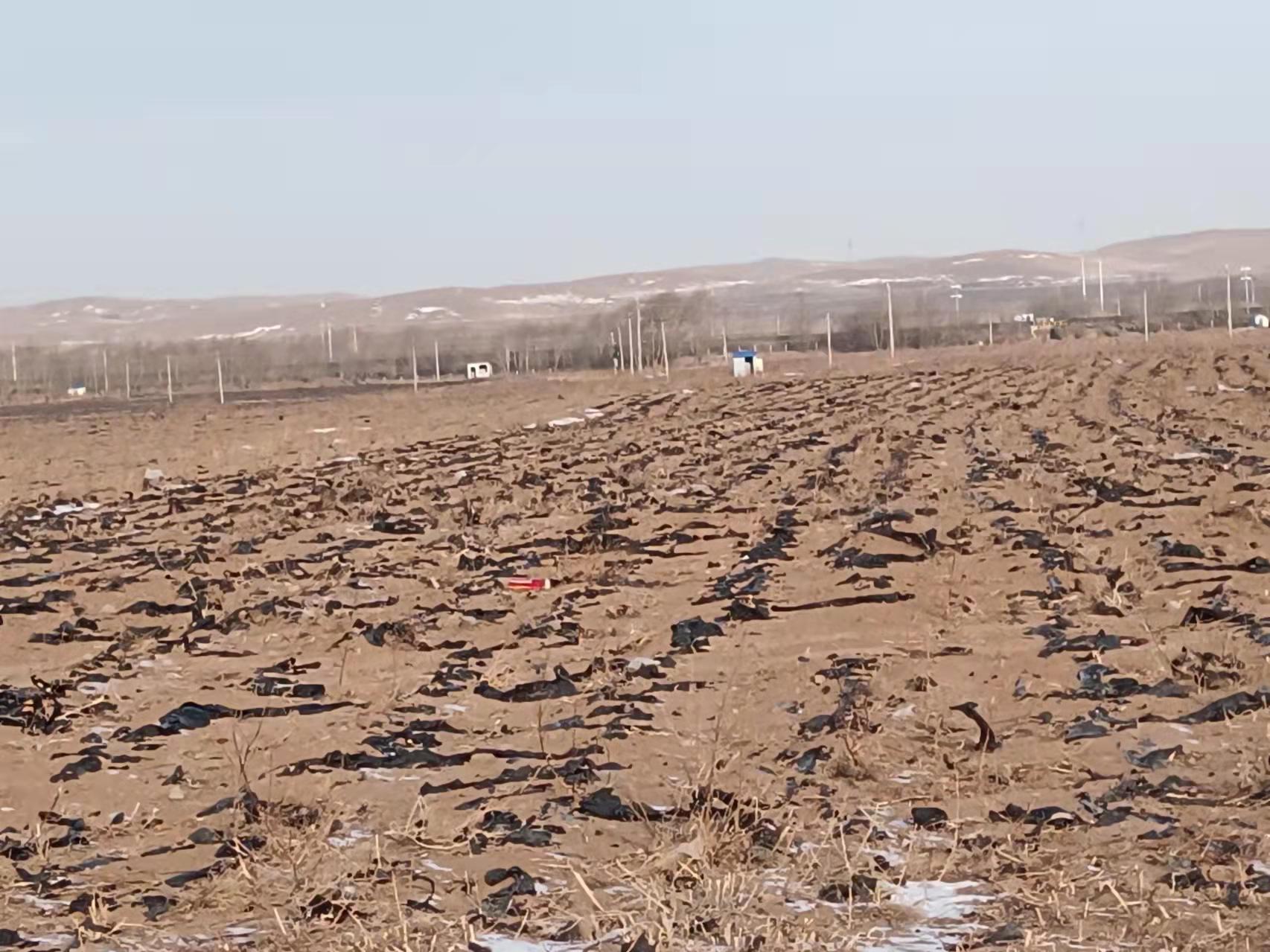 内蒙古乌兰察布市商都县千亩农田被黑色塑料污染无人问津