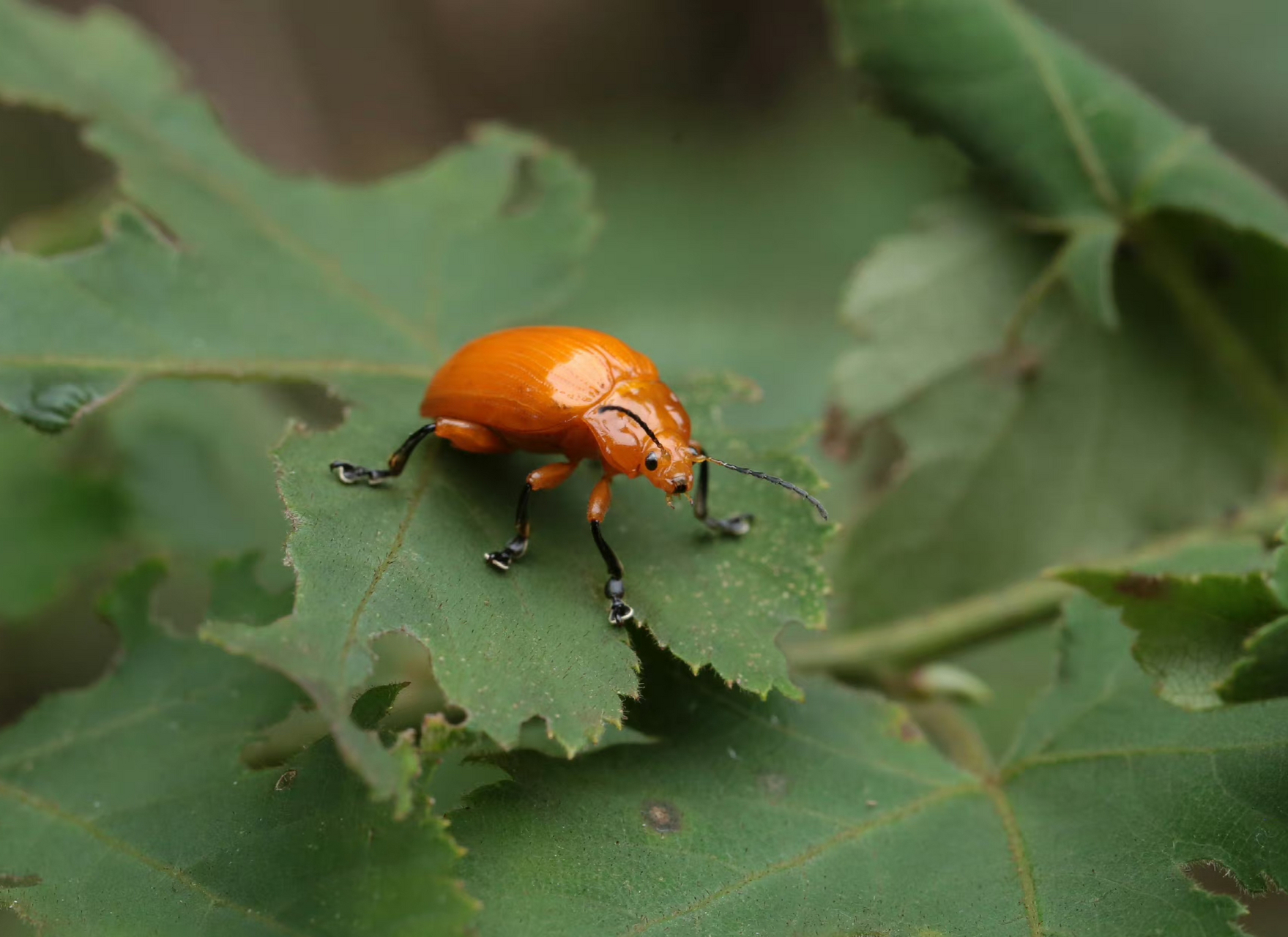 【黄色凹缘跳甲】 podontia lutea (olivier, 1790),鞘翅目叶甲科凹缘
