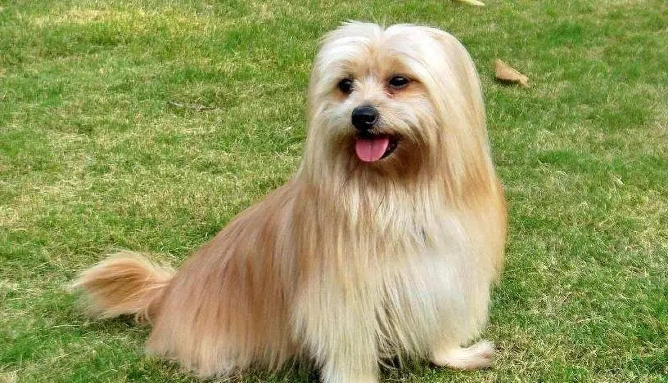 西施犬,长的确实楚楚动人