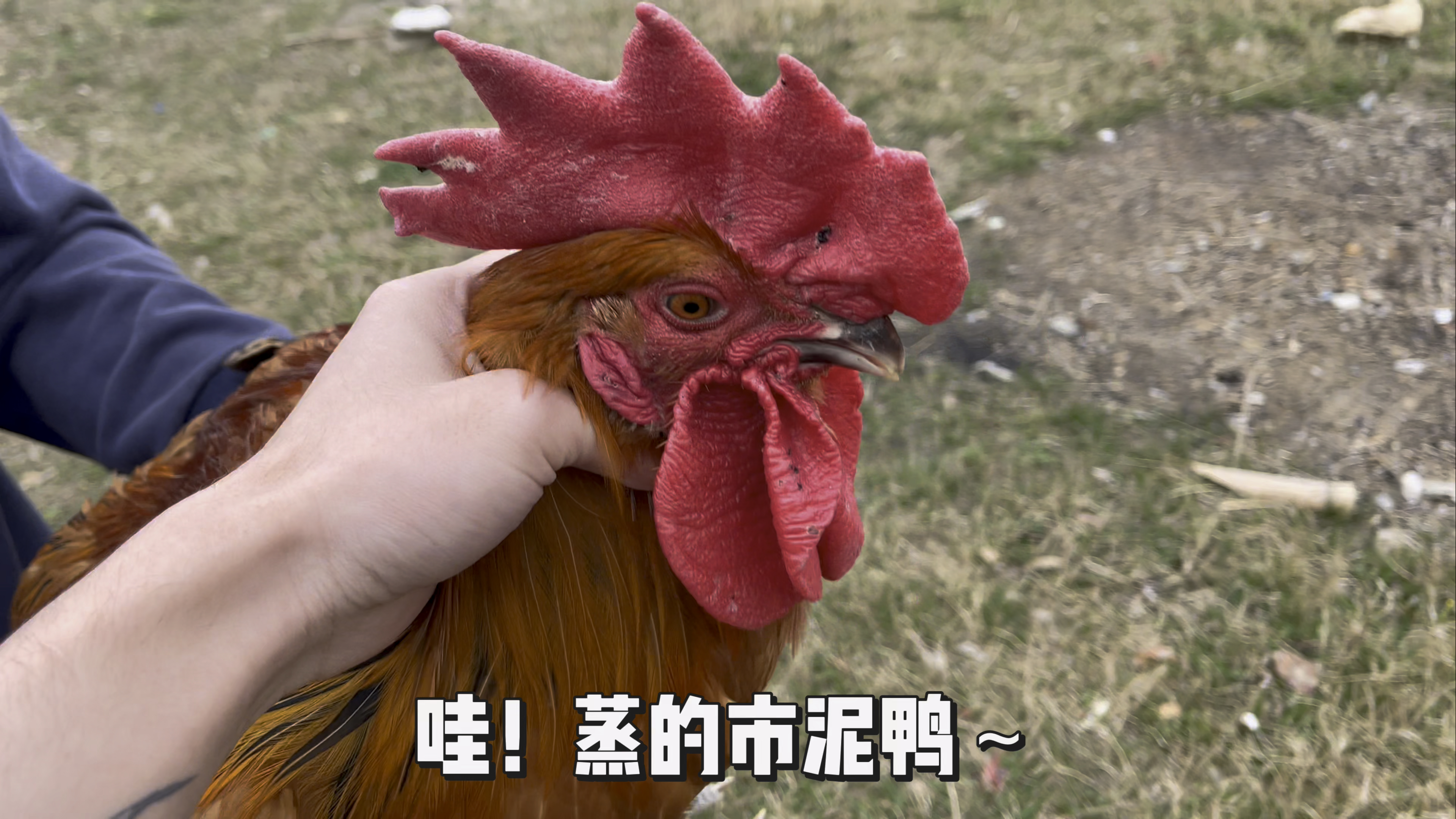 今天做两只叫花鸡!