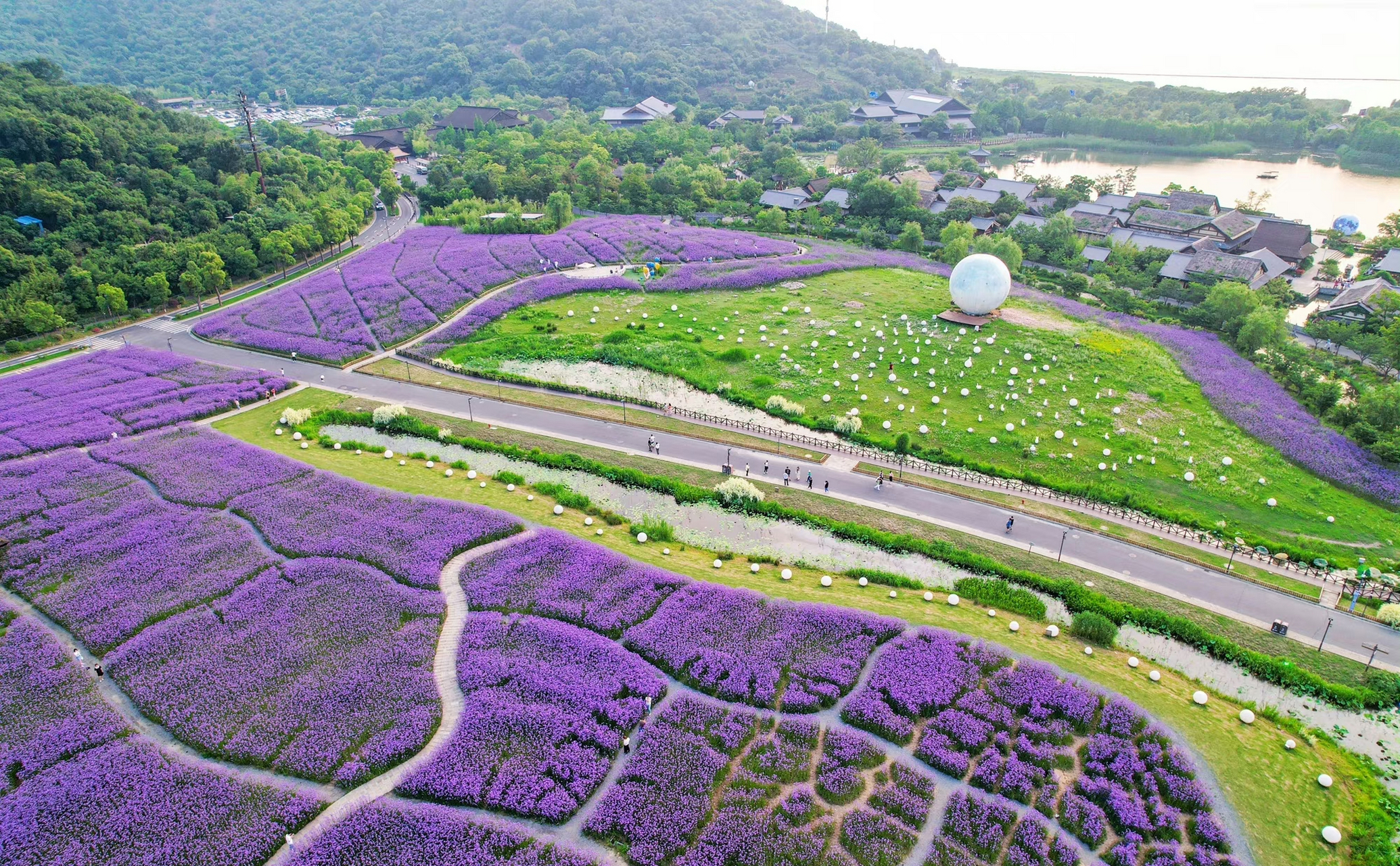 无锡马山,太湖畔的拈花湾梵天花海,用紫色马鞭草装饰着这浪漫的夏天