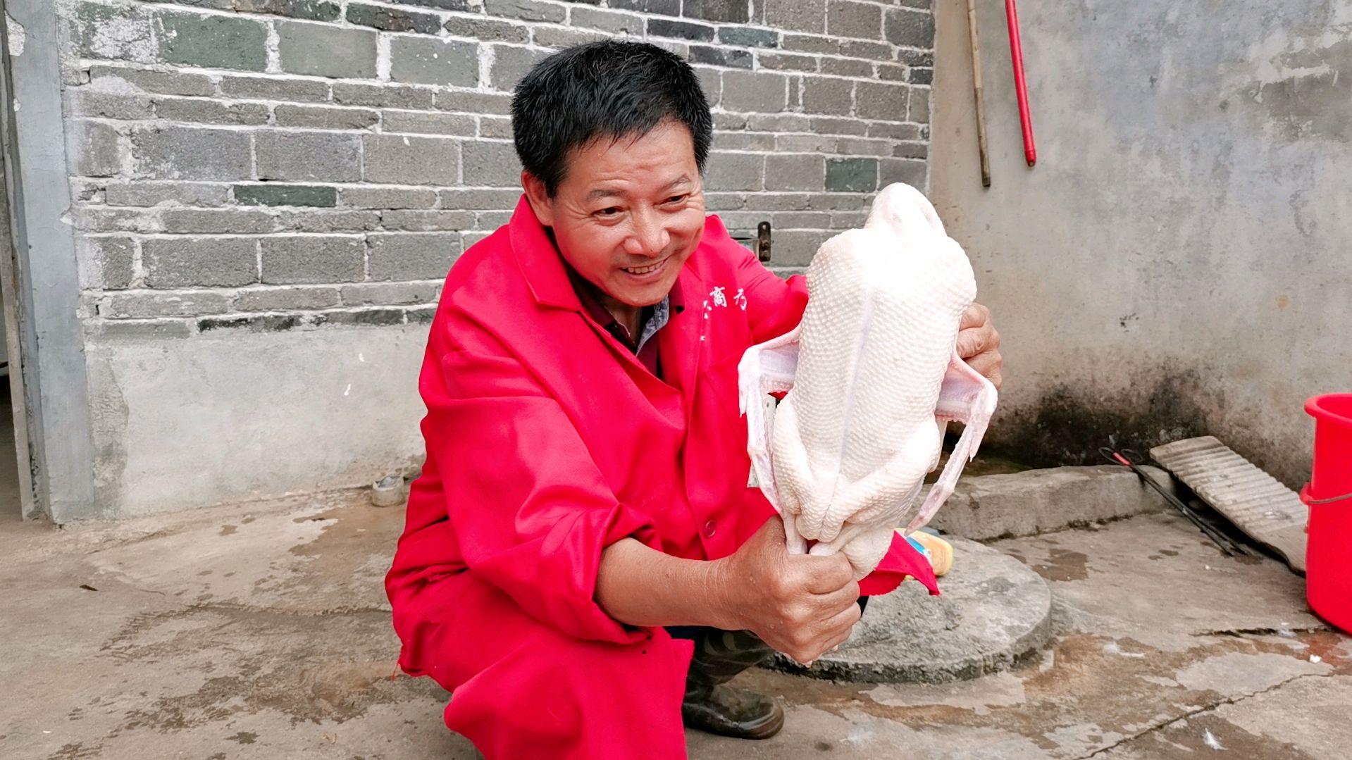 不用灌酒,只要这一招,拔鸭毛像脱衣服一样快,换毛的鸭子都不怕