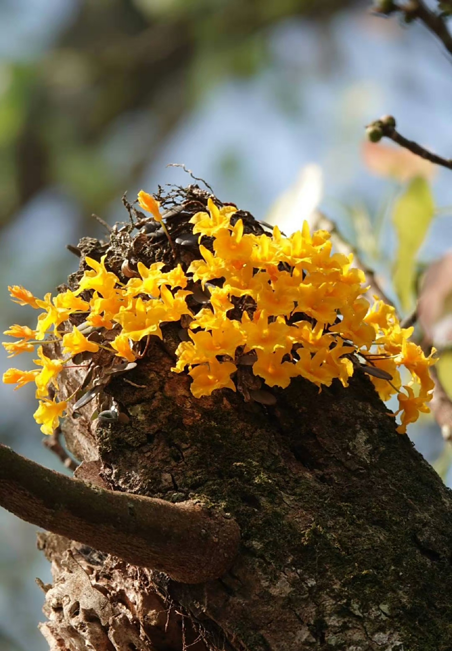 小黄花石斛dendrobium jenkinsii ,又叫小龟背石斛,仿佛树干上长出了