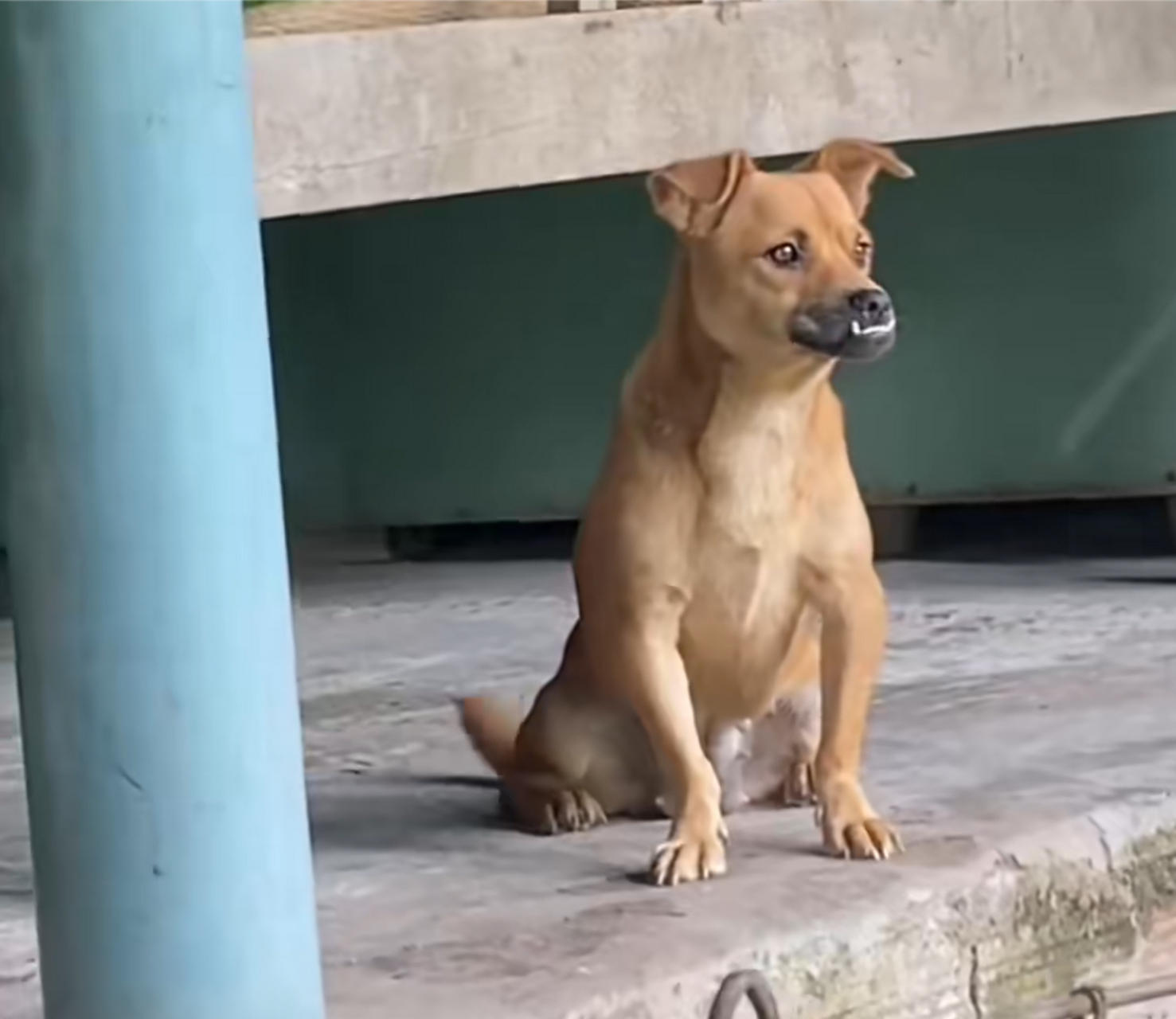 这狗子算是长残了,腿是o型腿就不说了,还地包天,真是笑死了![左捂脸]